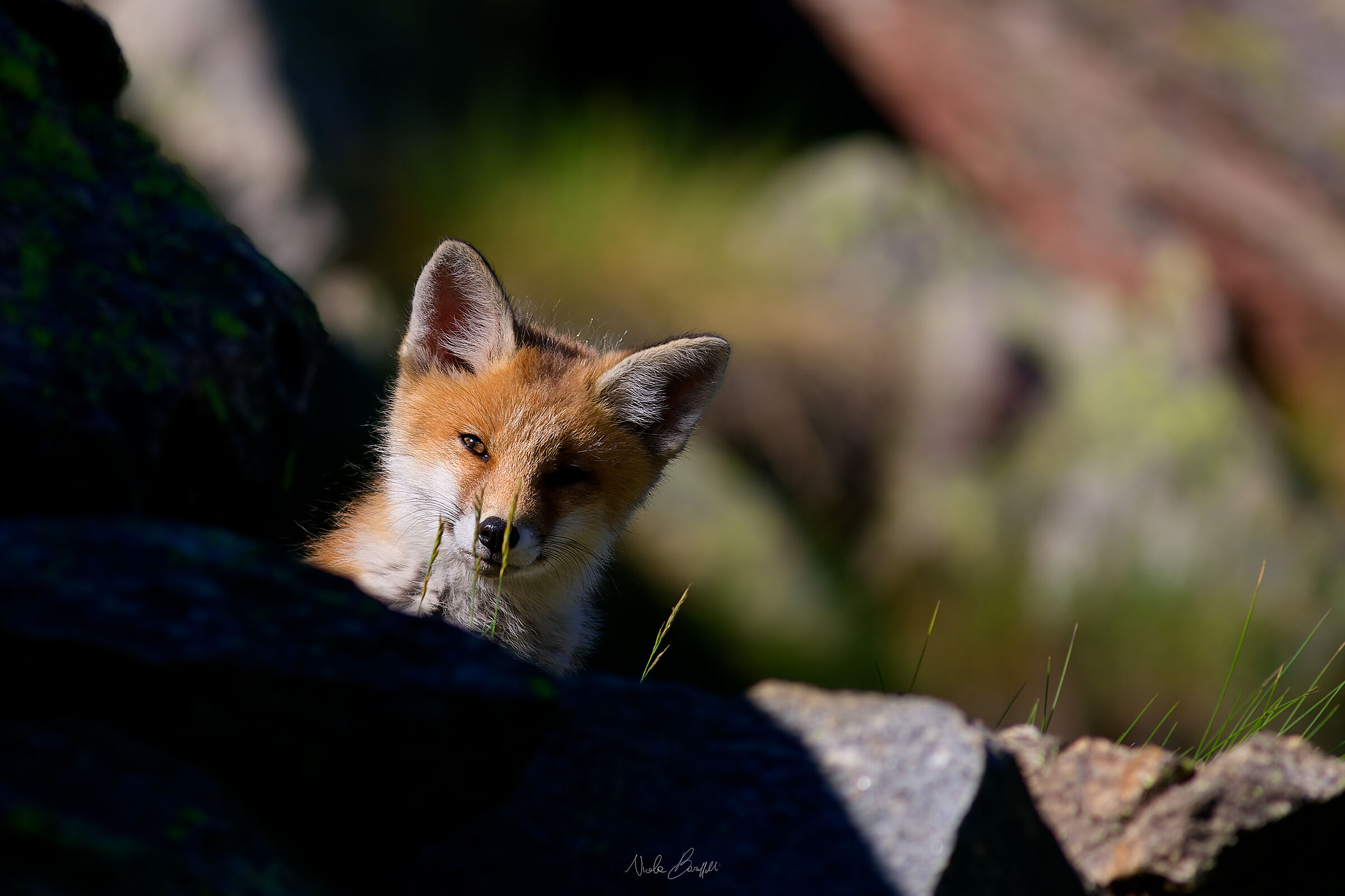 Curious ears