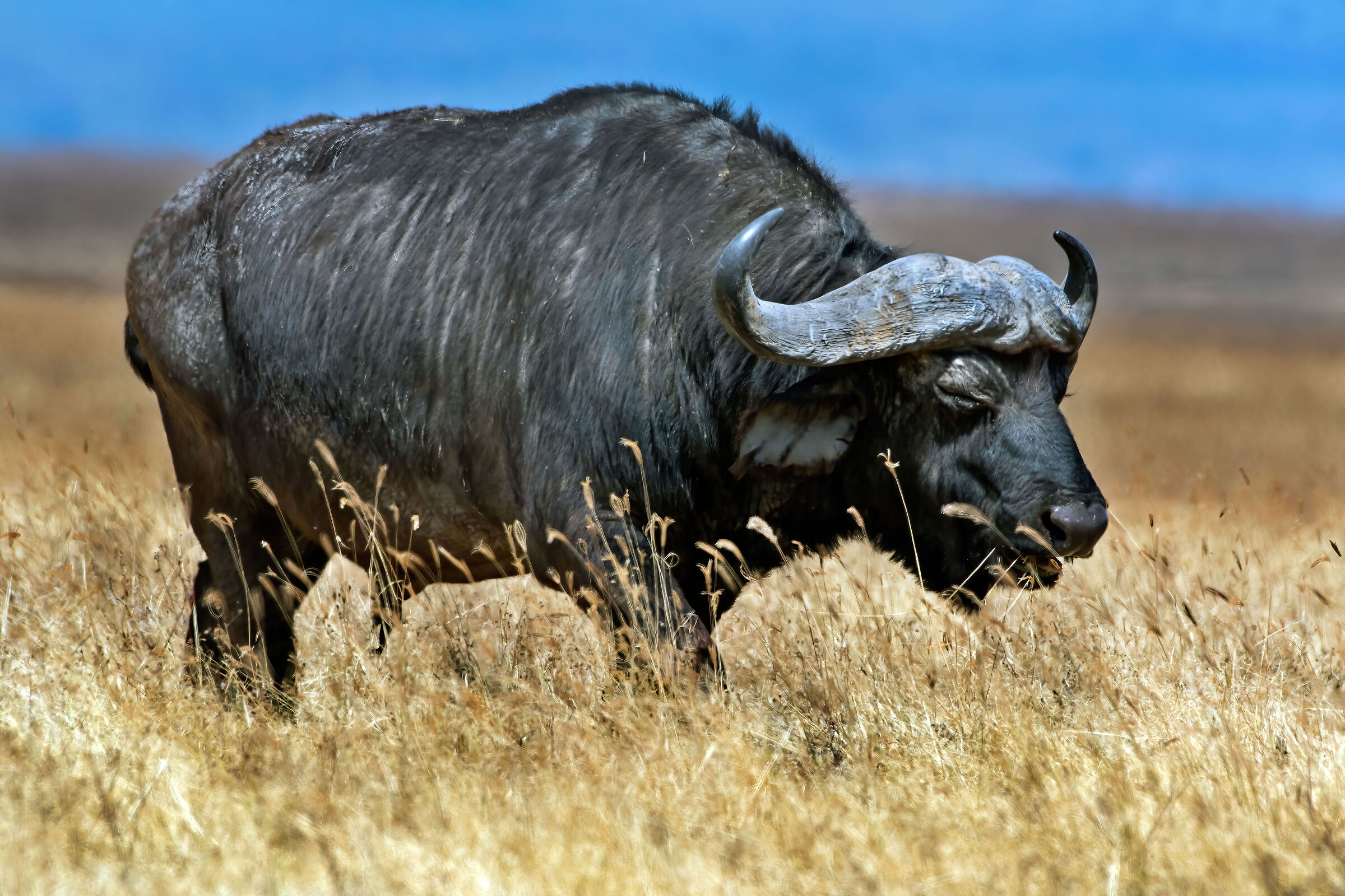 Bufalo africano (Syncerus caffer)
