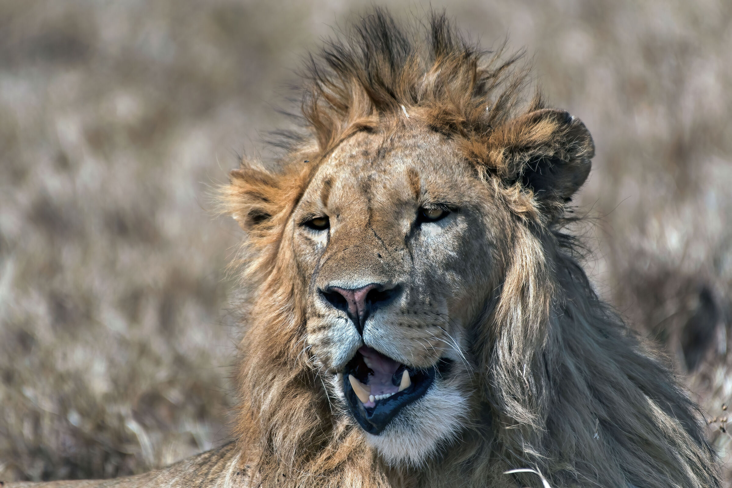 Leone (Panthera leo)