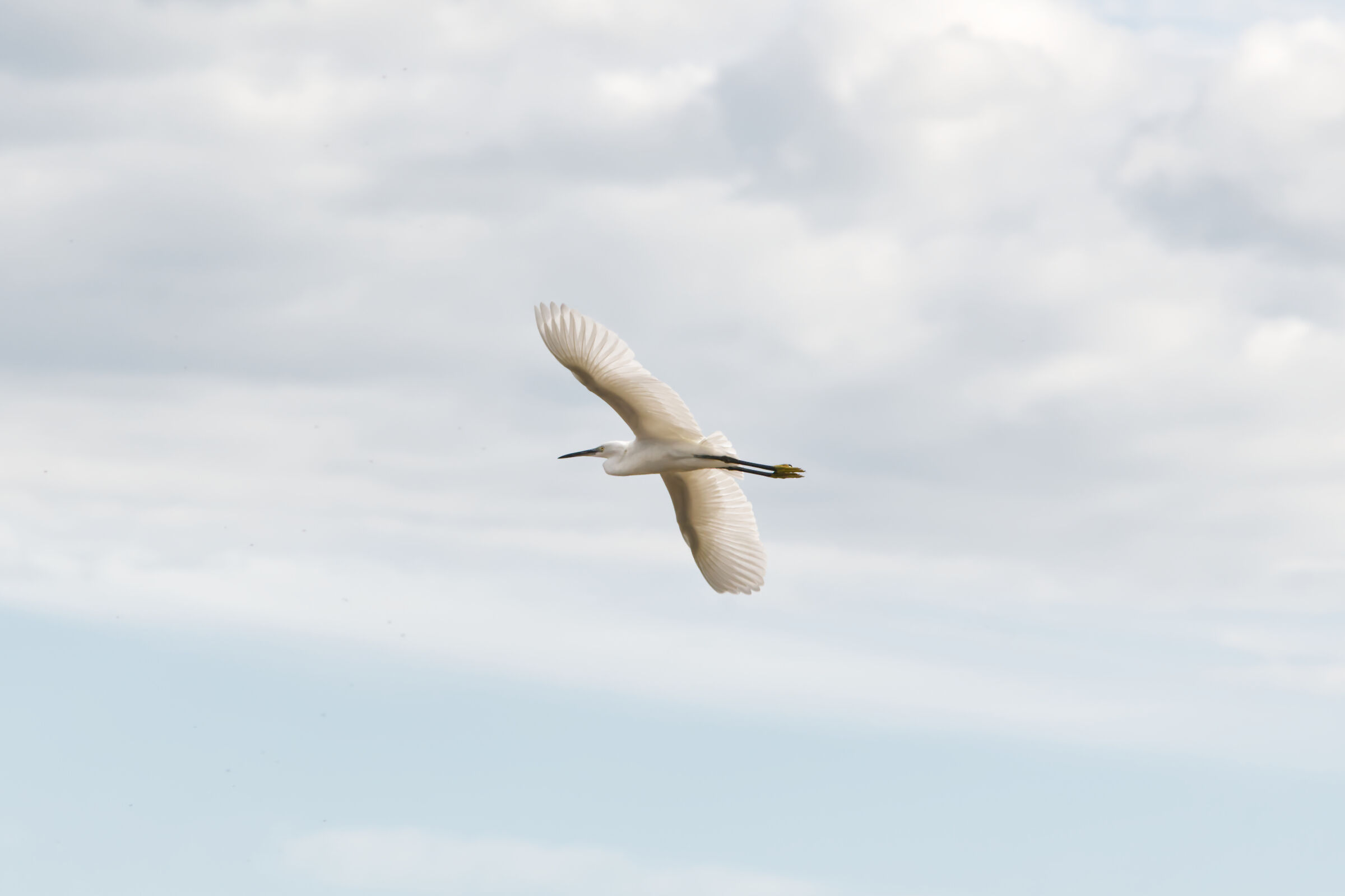 Bellezza ed eleganza