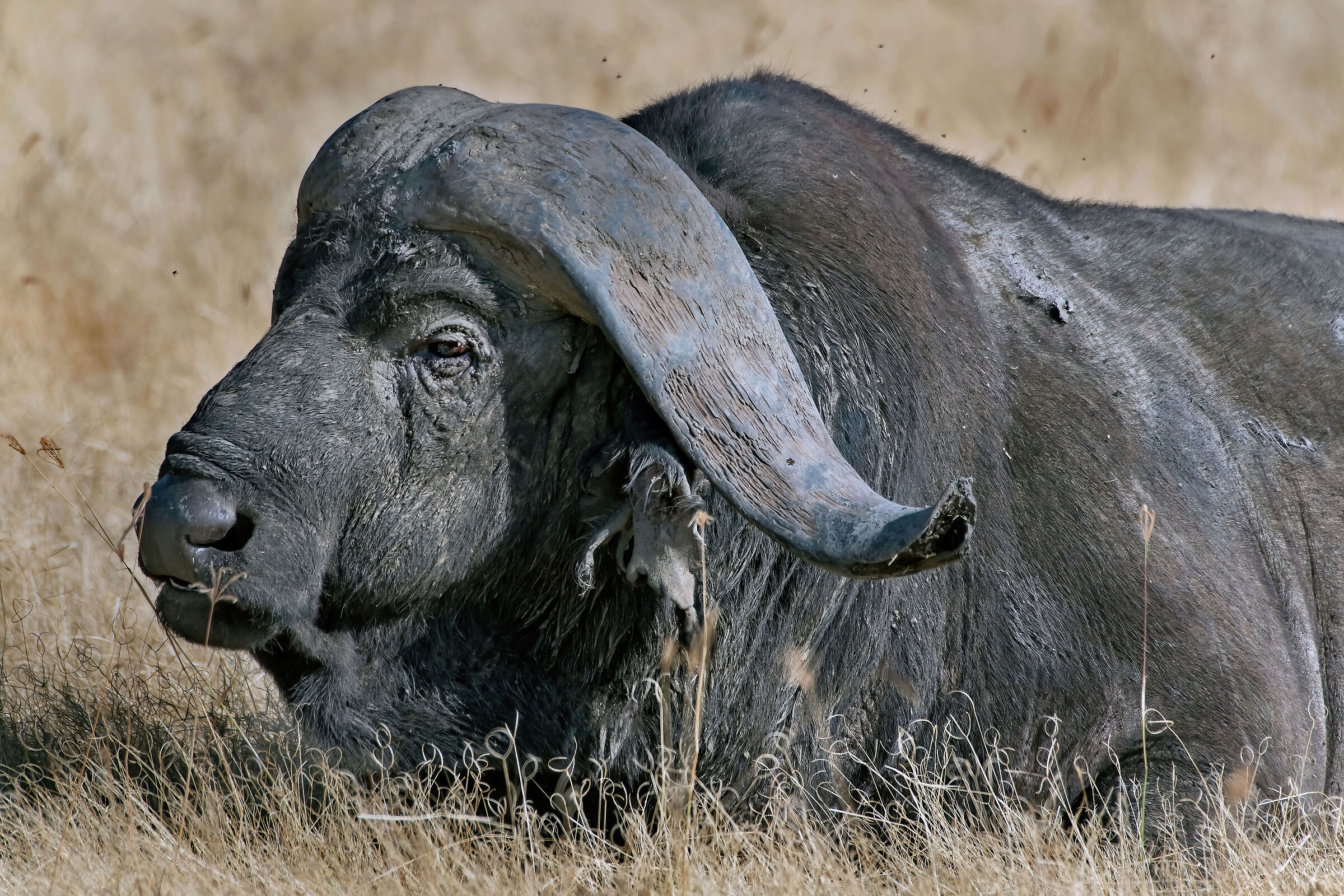 Bufalo africano (Syncerus caffer)
