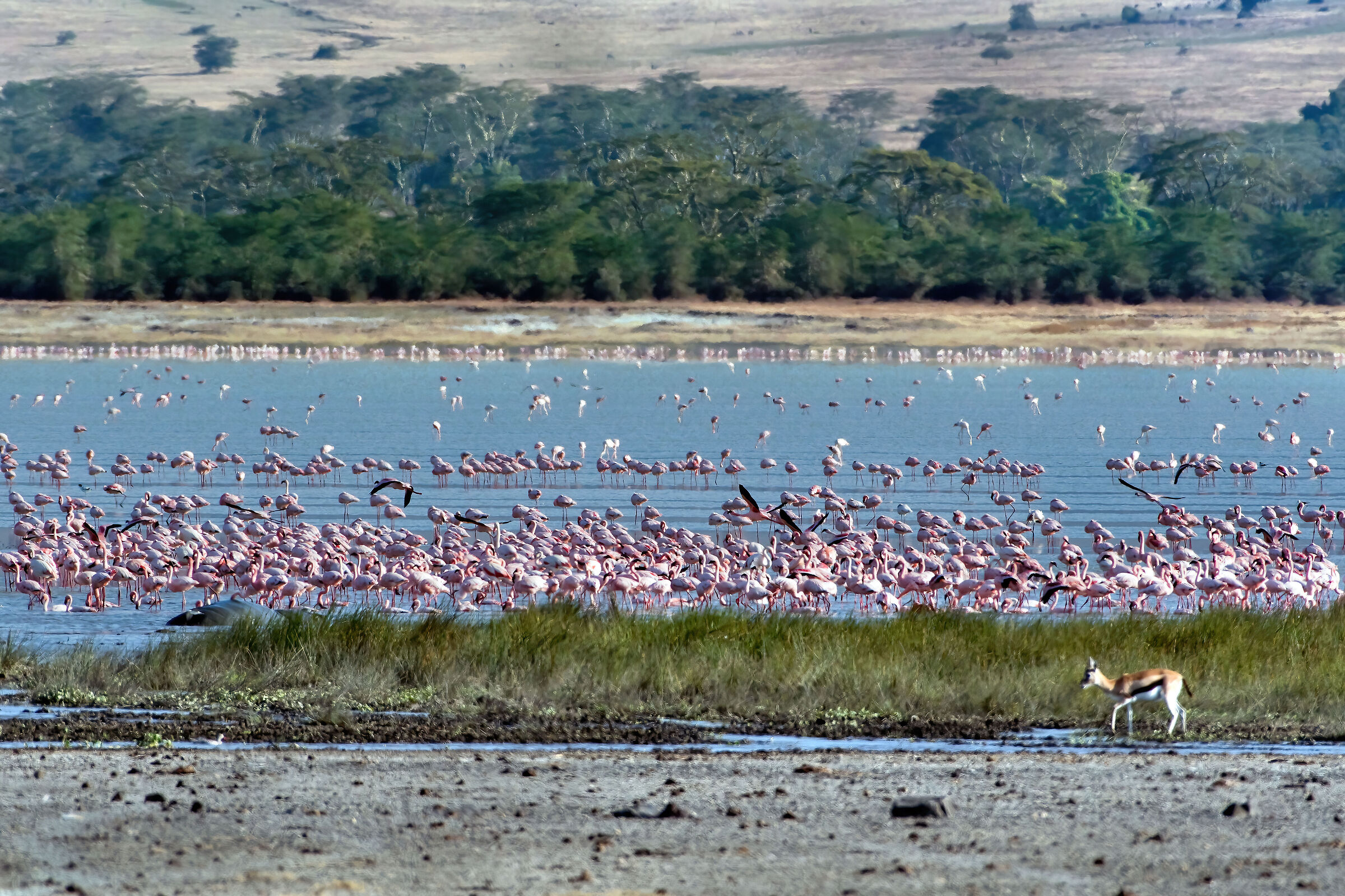 Fenicotteri rosa (Phoenicopterus roseus)