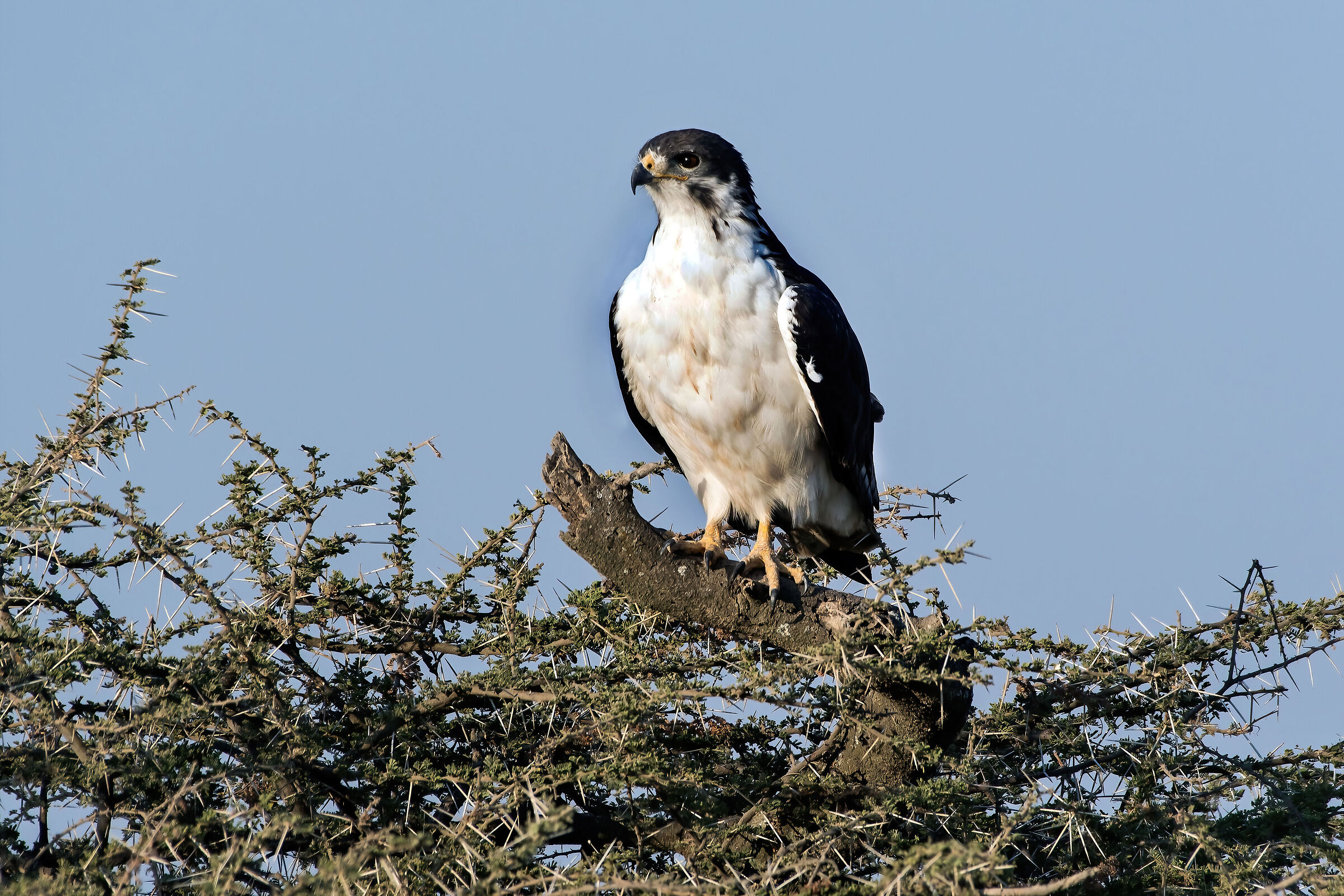 Poiana augure (Buteo augur), Augur Buzzard