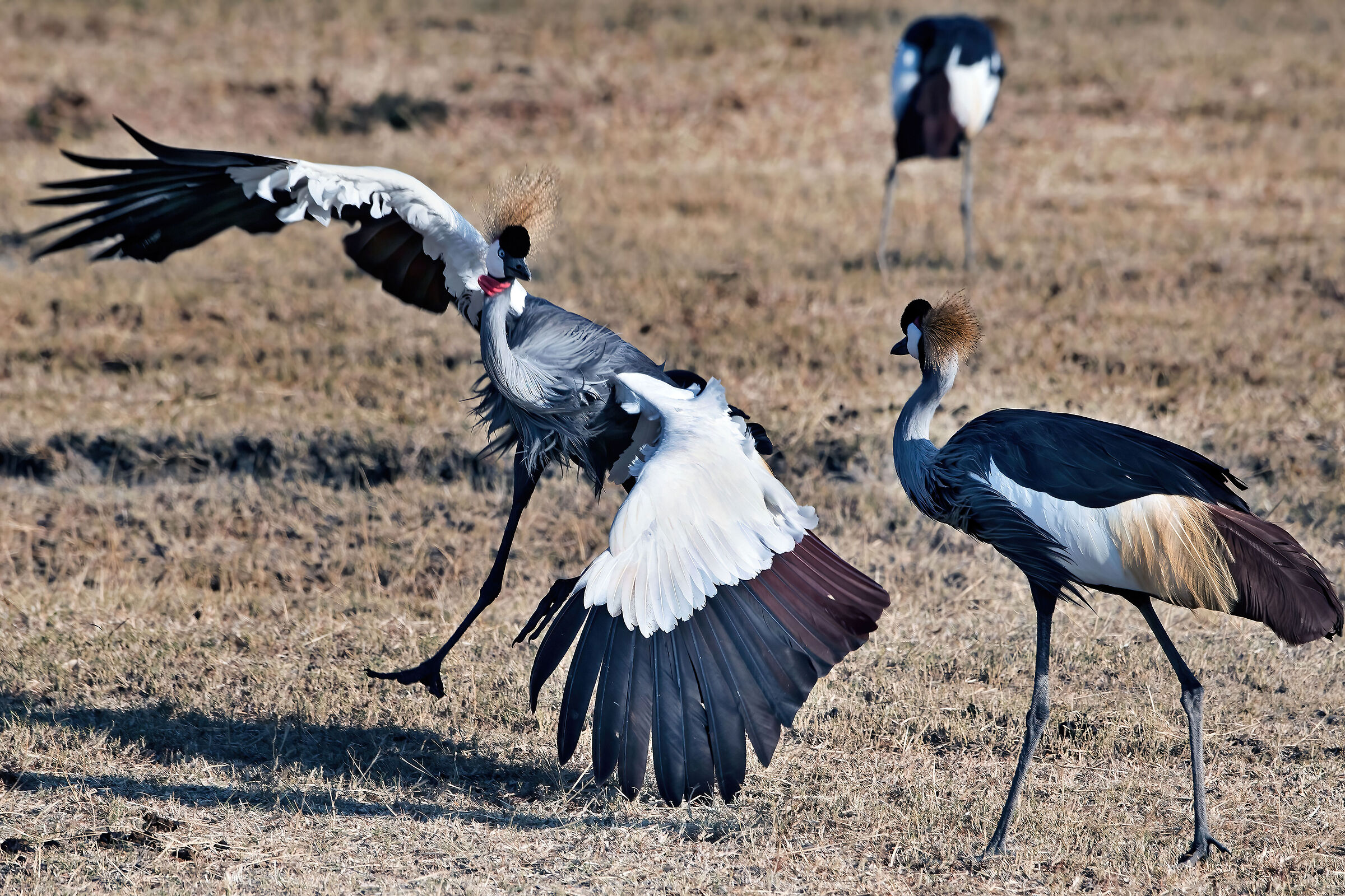 Gru coronate (Balearica regulorum gibbericeps)