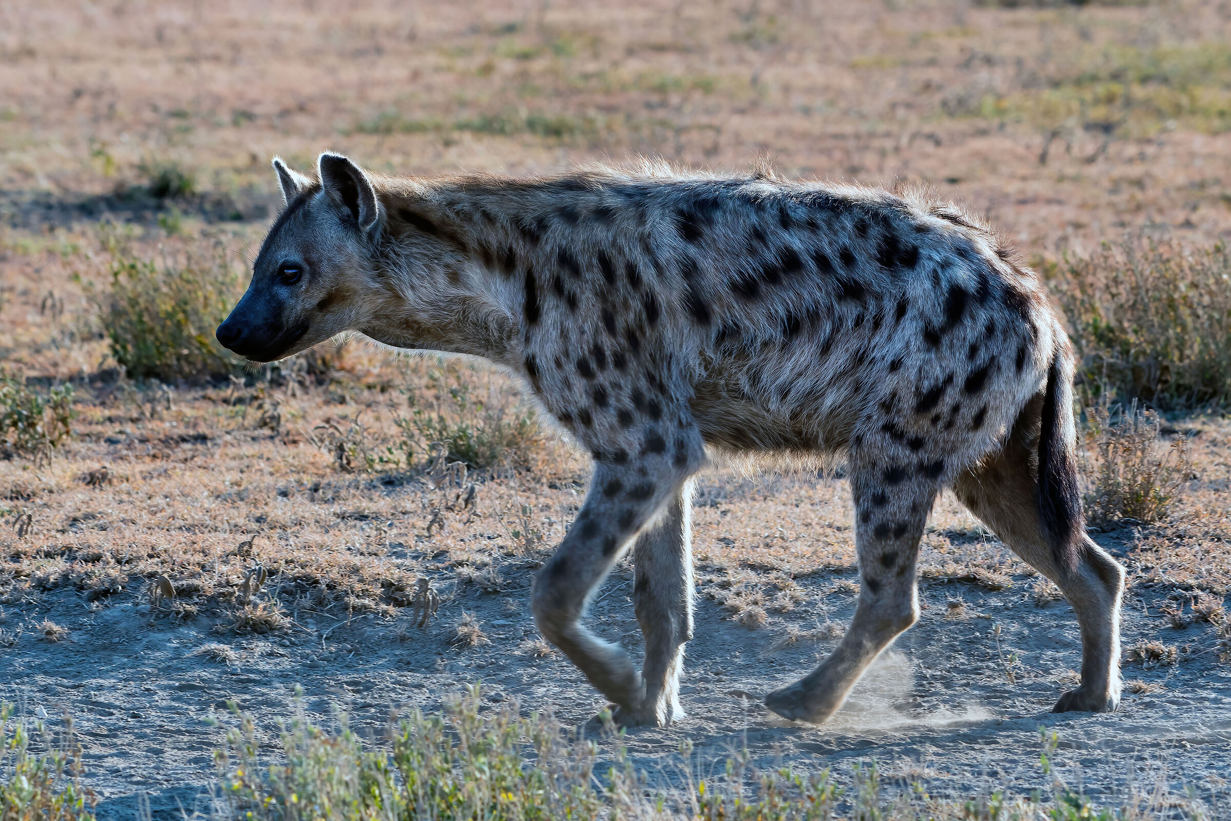 Iena macchiata (Crocuta crocuta)