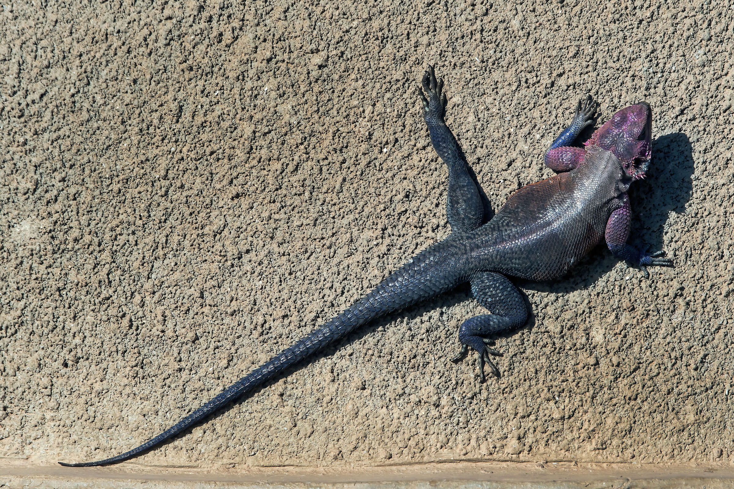 Agama maschio (Agama lionotus)