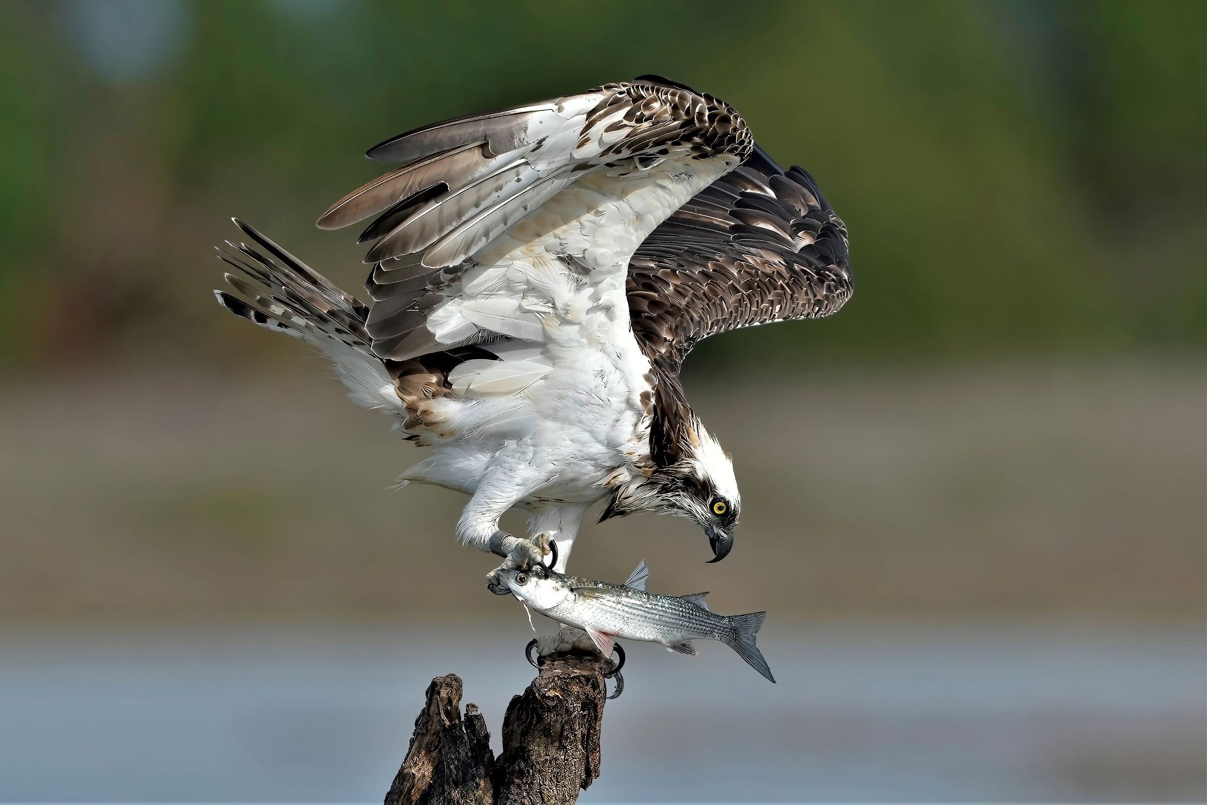 osprey