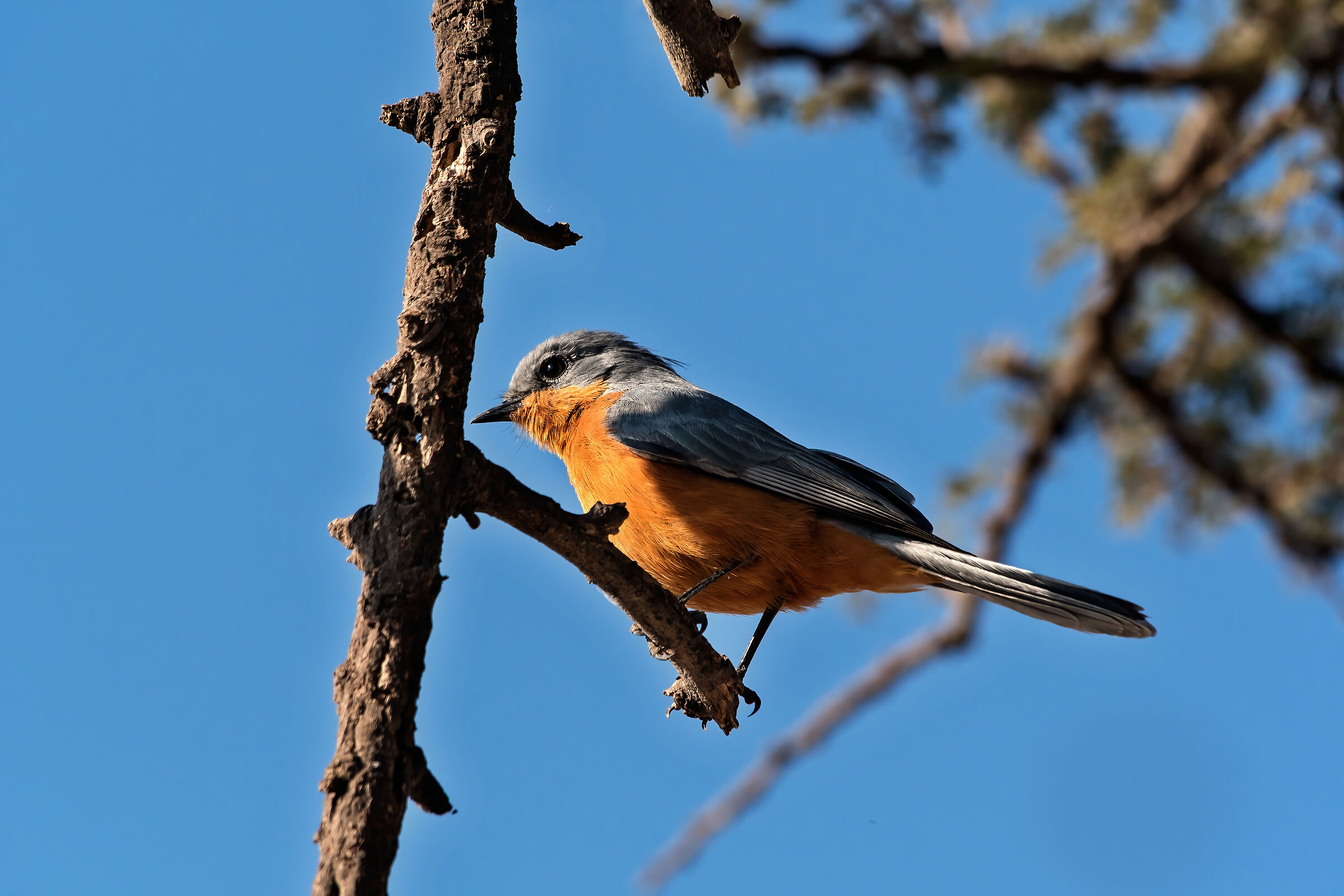 Uccello d'argento (Empidornis semipartitus)