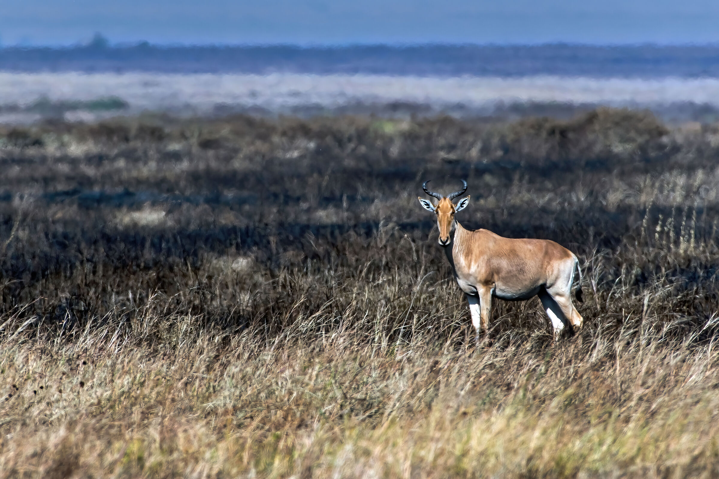 Alcelafo di Coke (Alcelaphus buselaphus cokii)