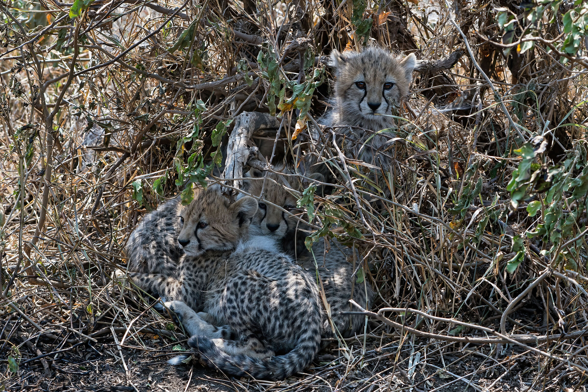 cuccioli di Ghepardo (Acinonyx jubatus)