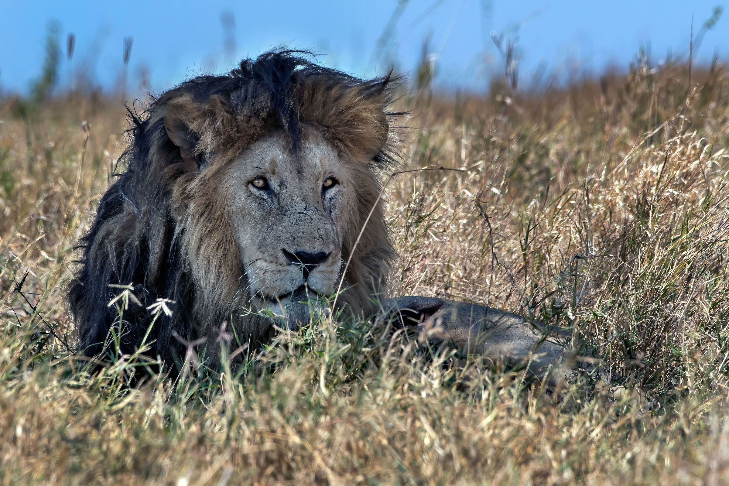 Leone (Panthera leo)