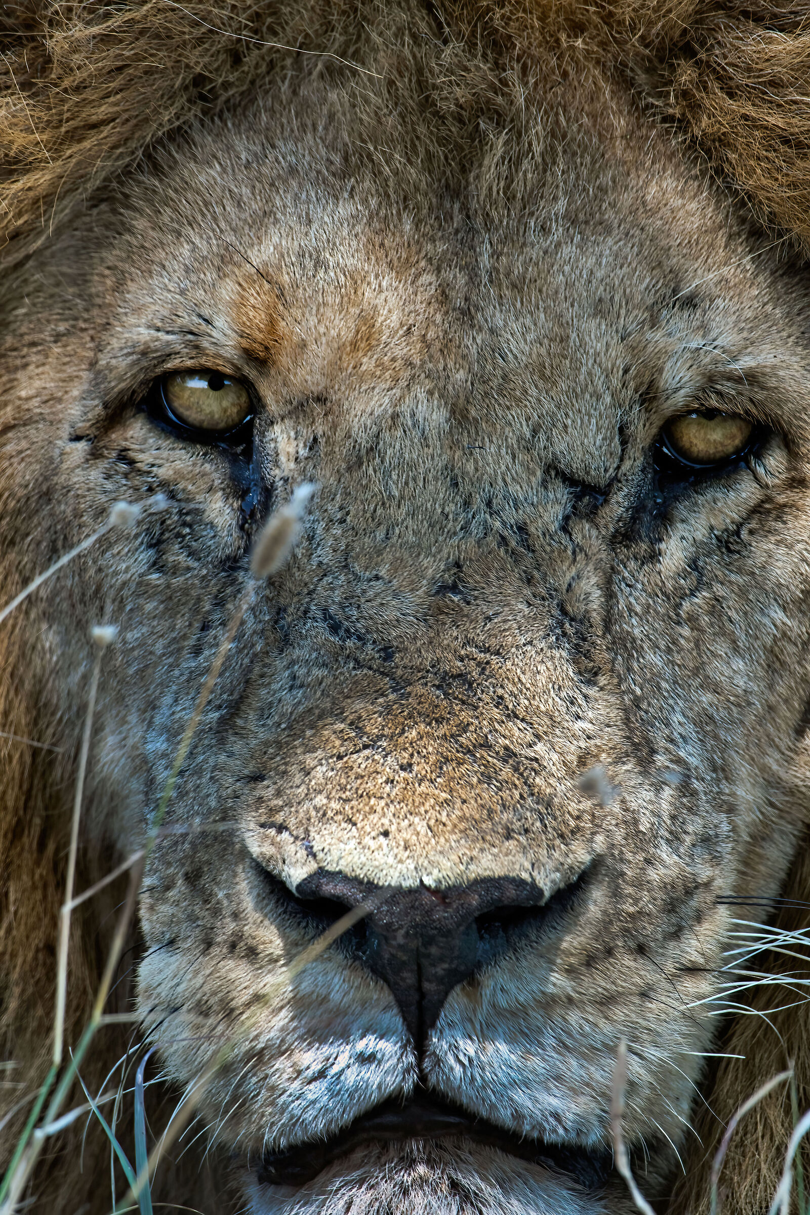 Leone (Panthera leo)