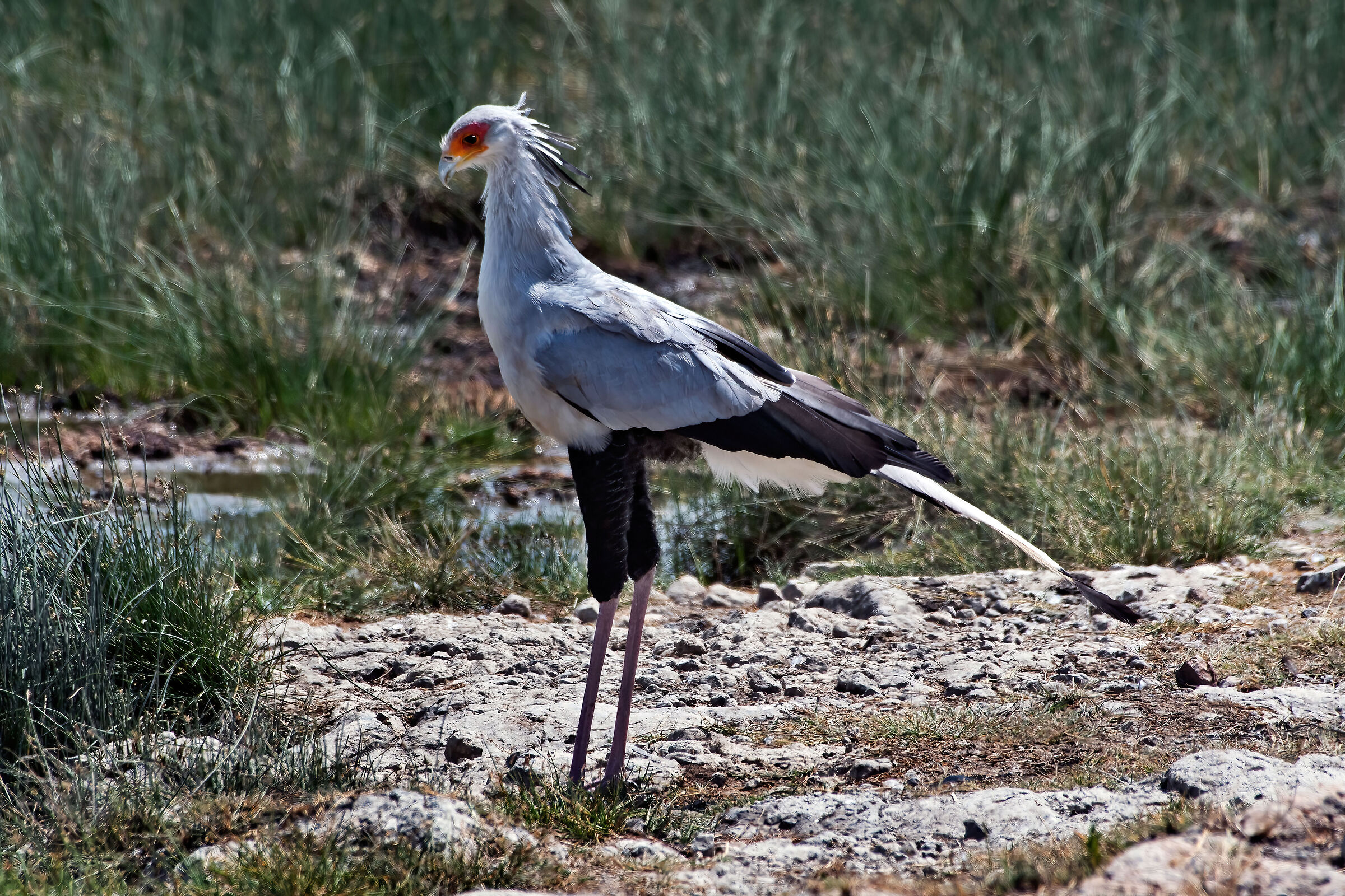 uccello Serpentario (Sagittarius serpentarius)