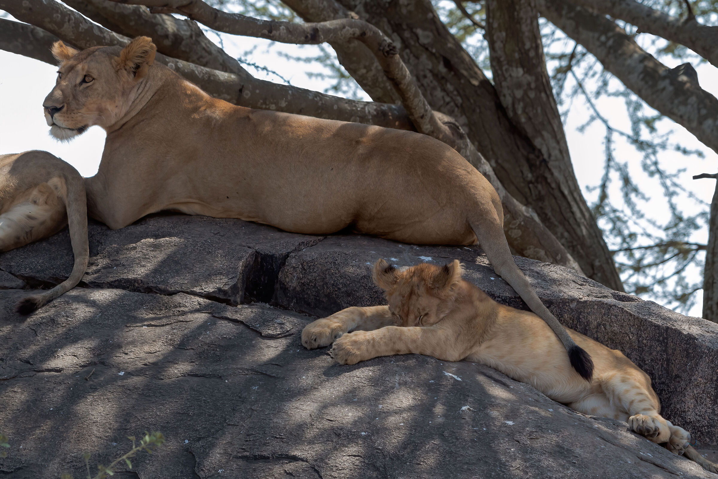 Leoni (Panthera leo)