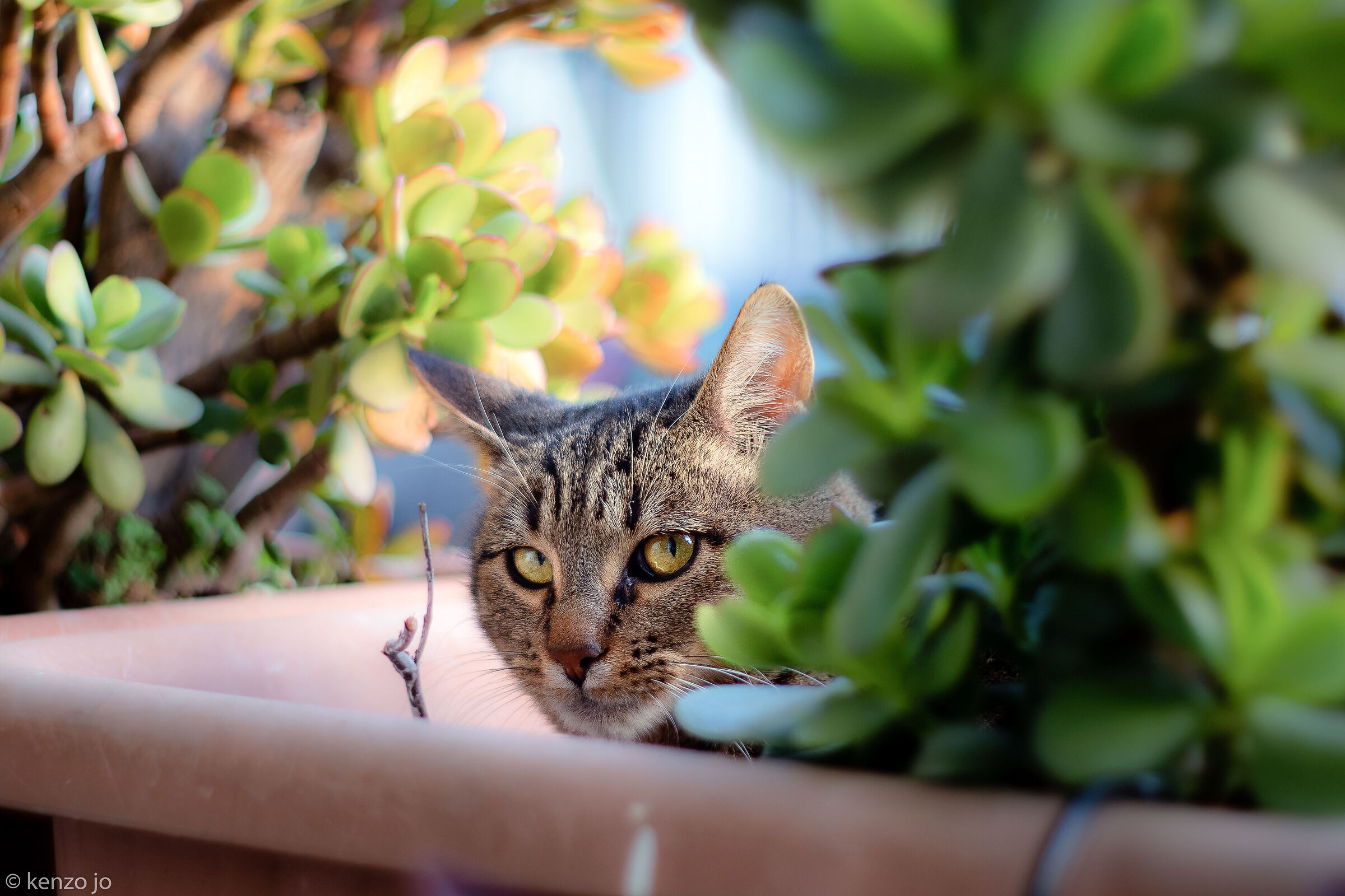 Ritratto al tramonto