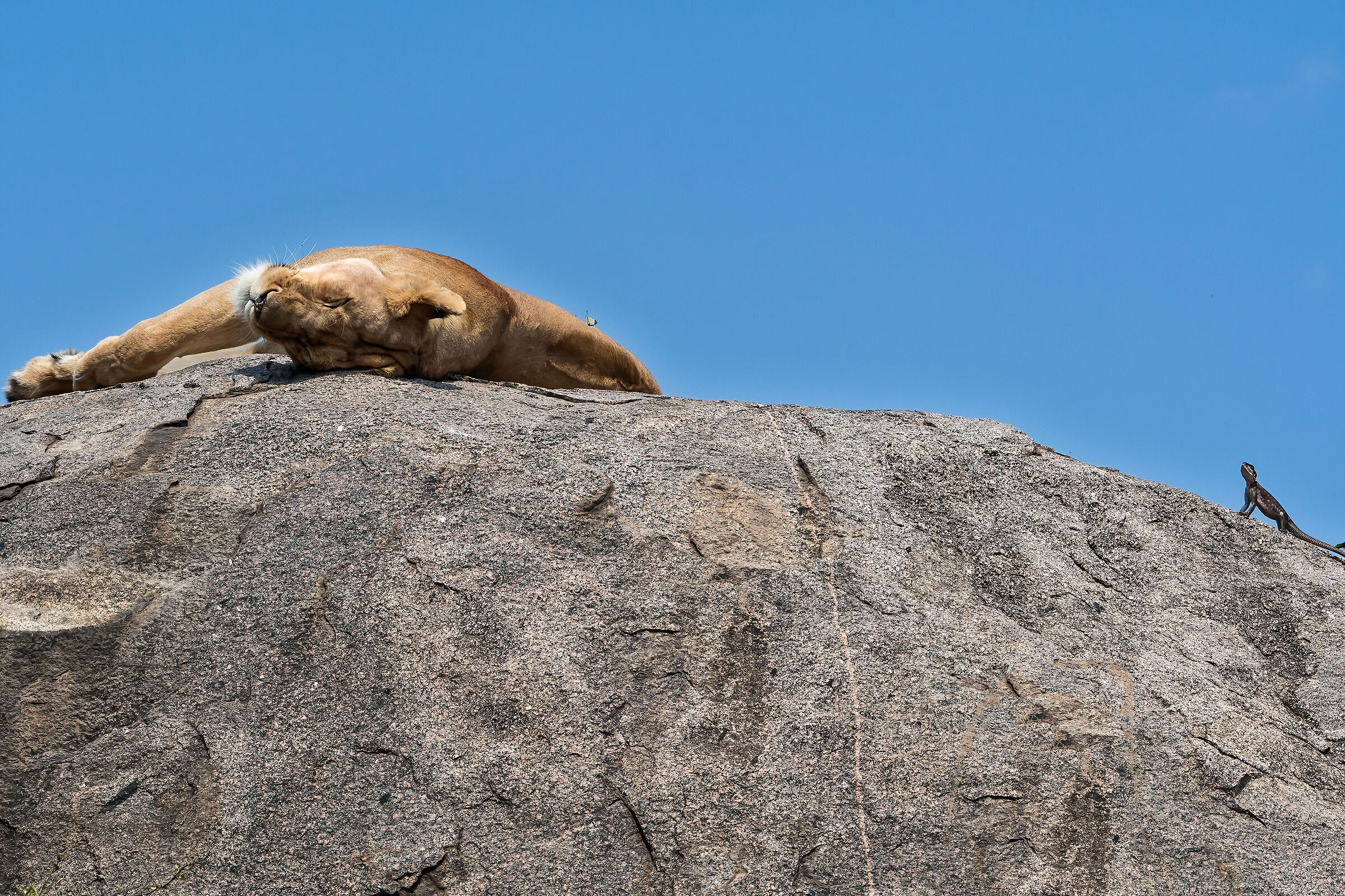Leonessa, farfalla e Agama