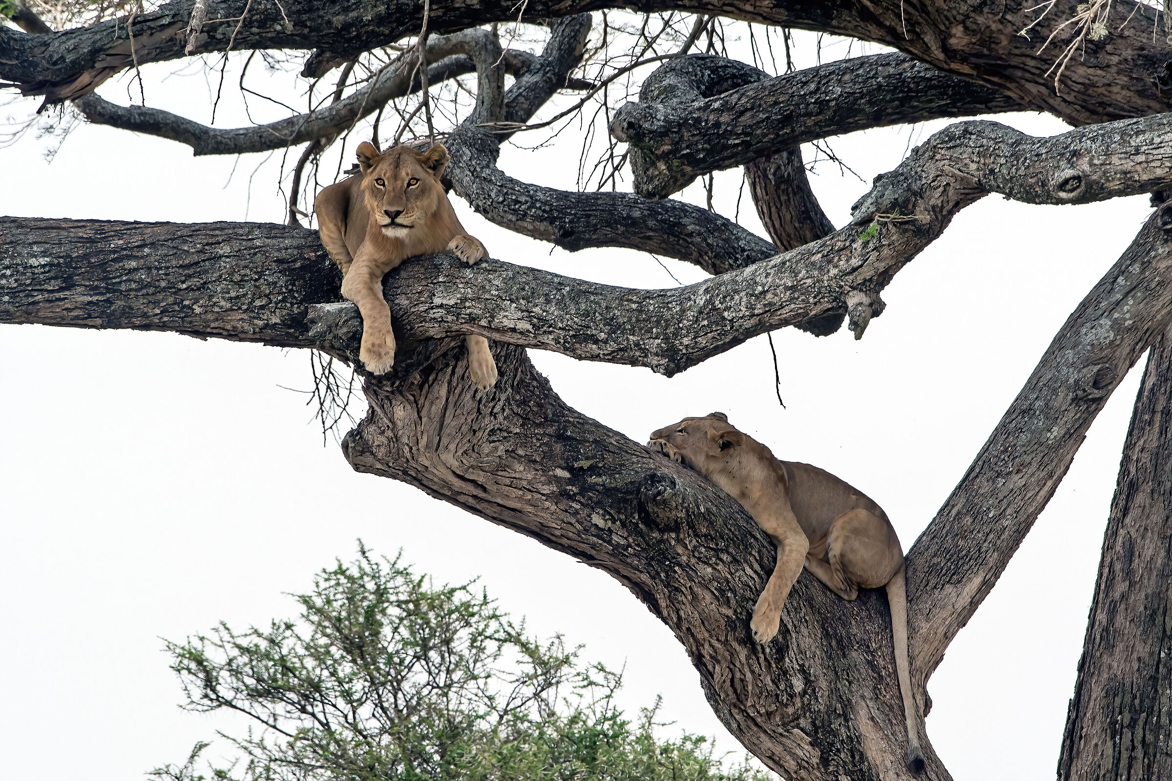 Leoni (Panthera leo)