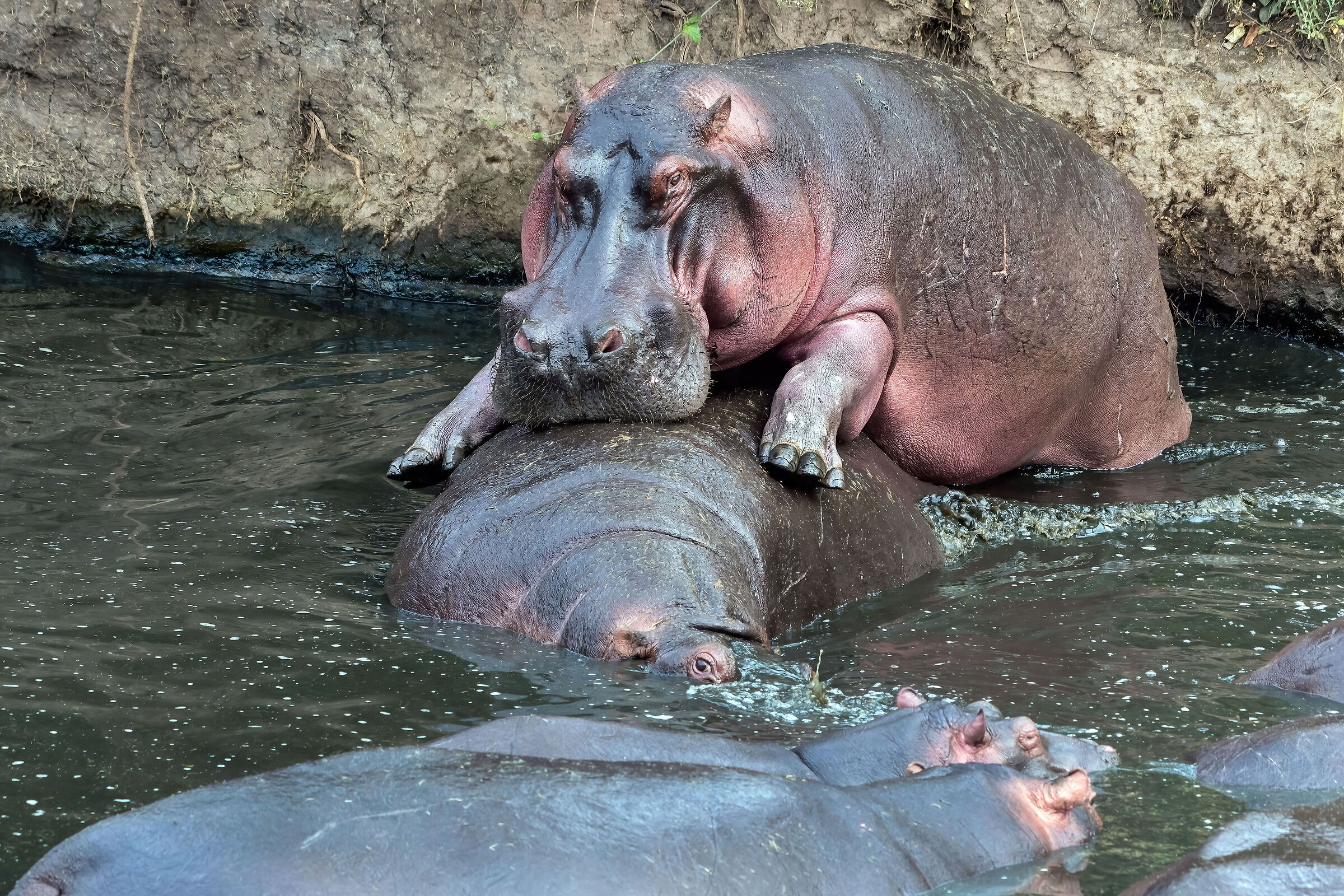 accoppiamento di Ippopotami (Hippopotamus amphibius)
