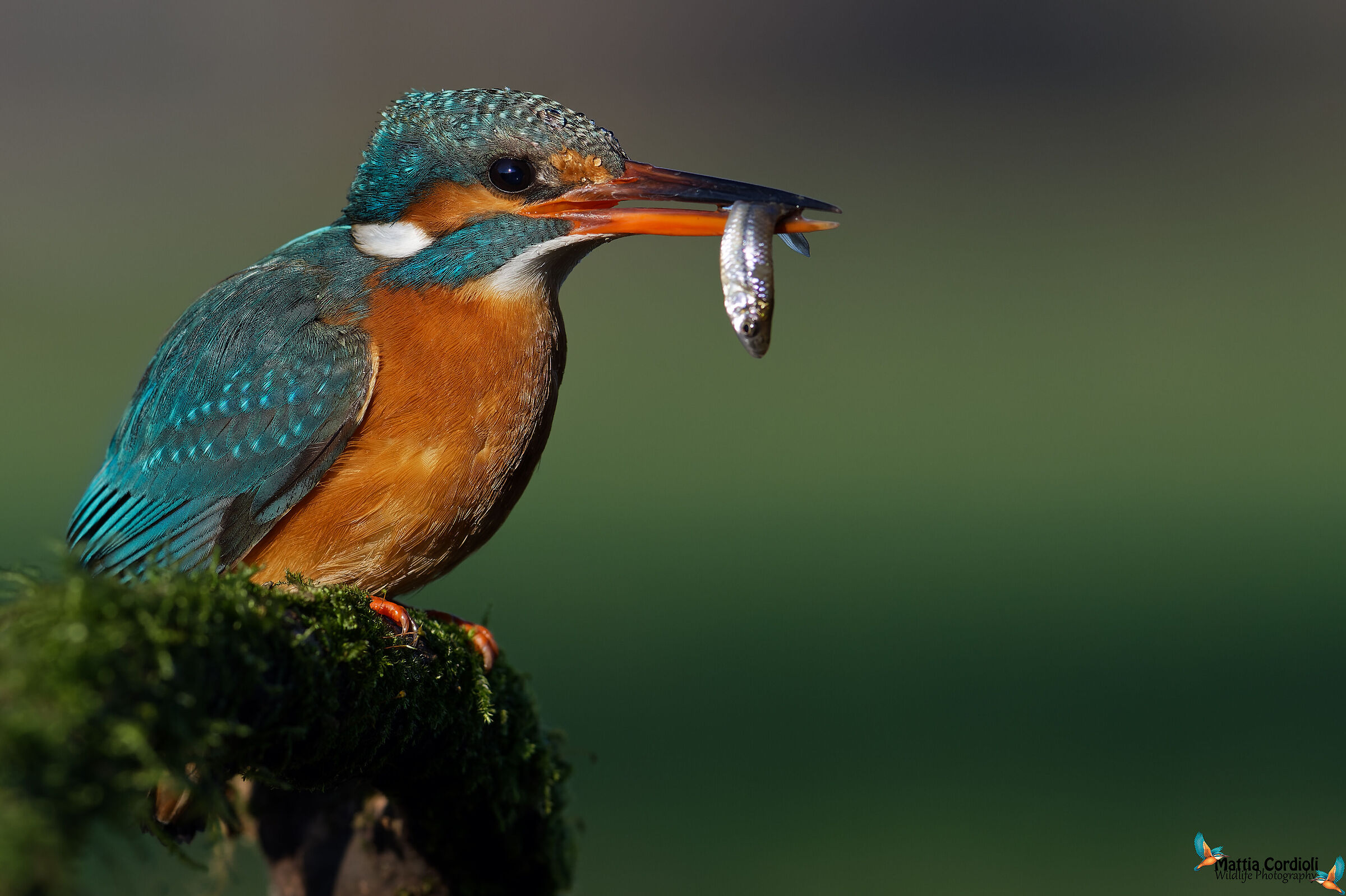 Martina and her prey