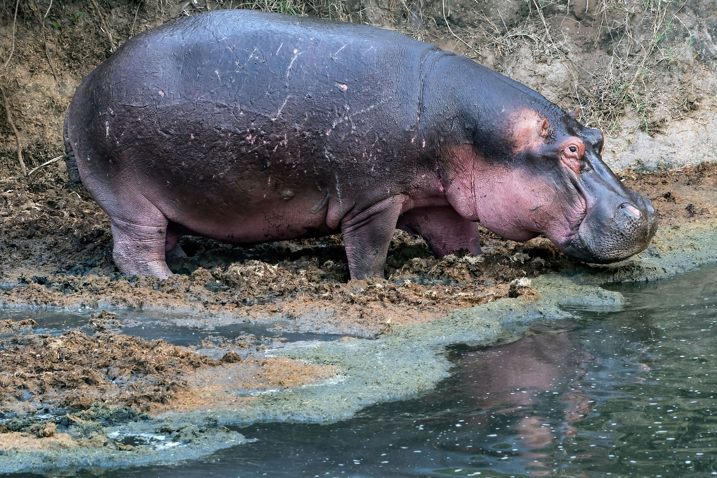 Ippopotamo (Hippopotamus amphibius)