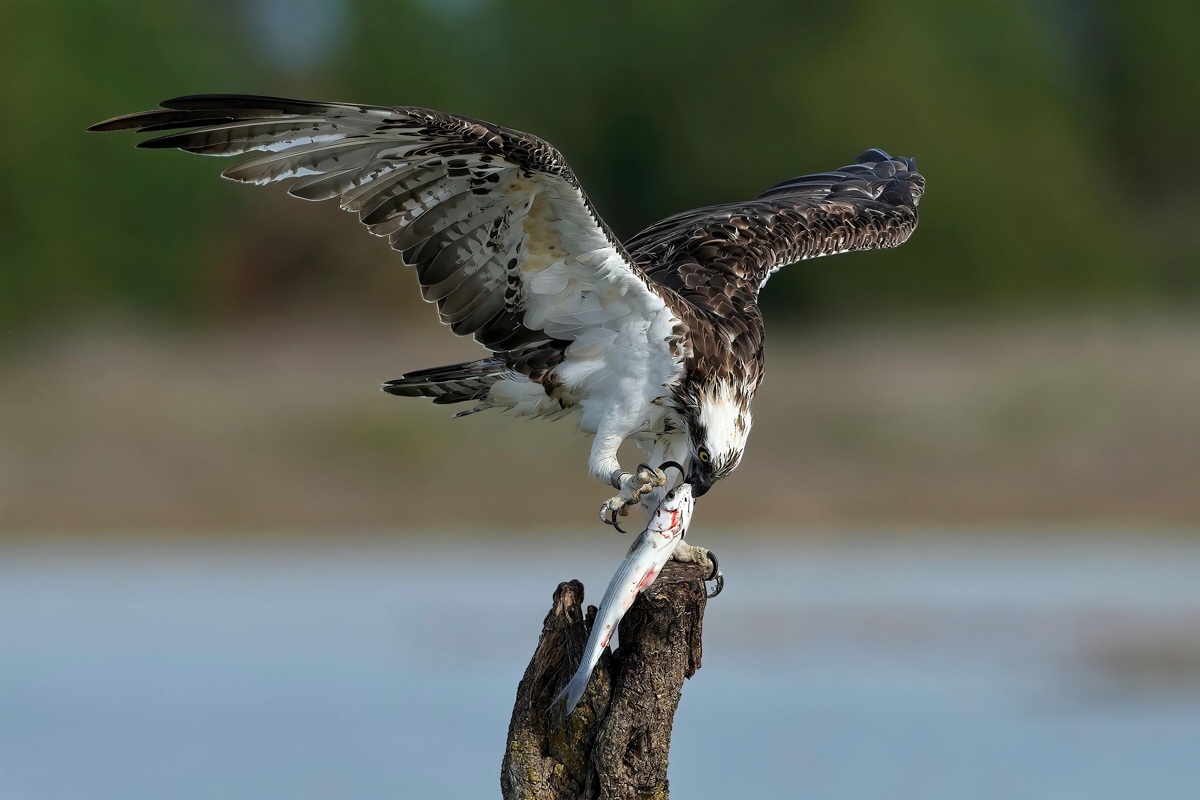 osprey