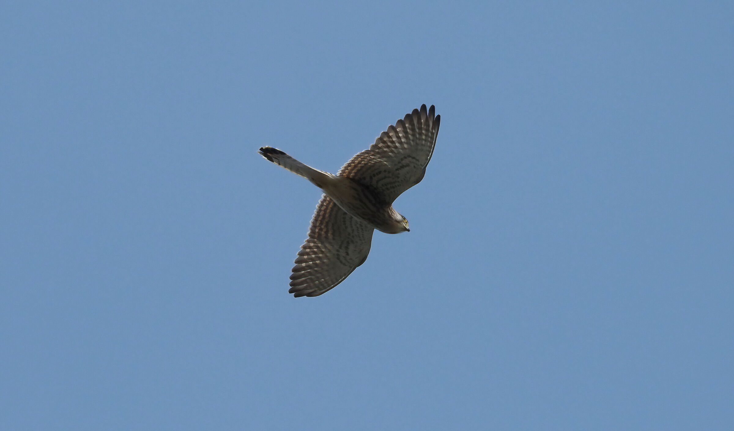 Falco