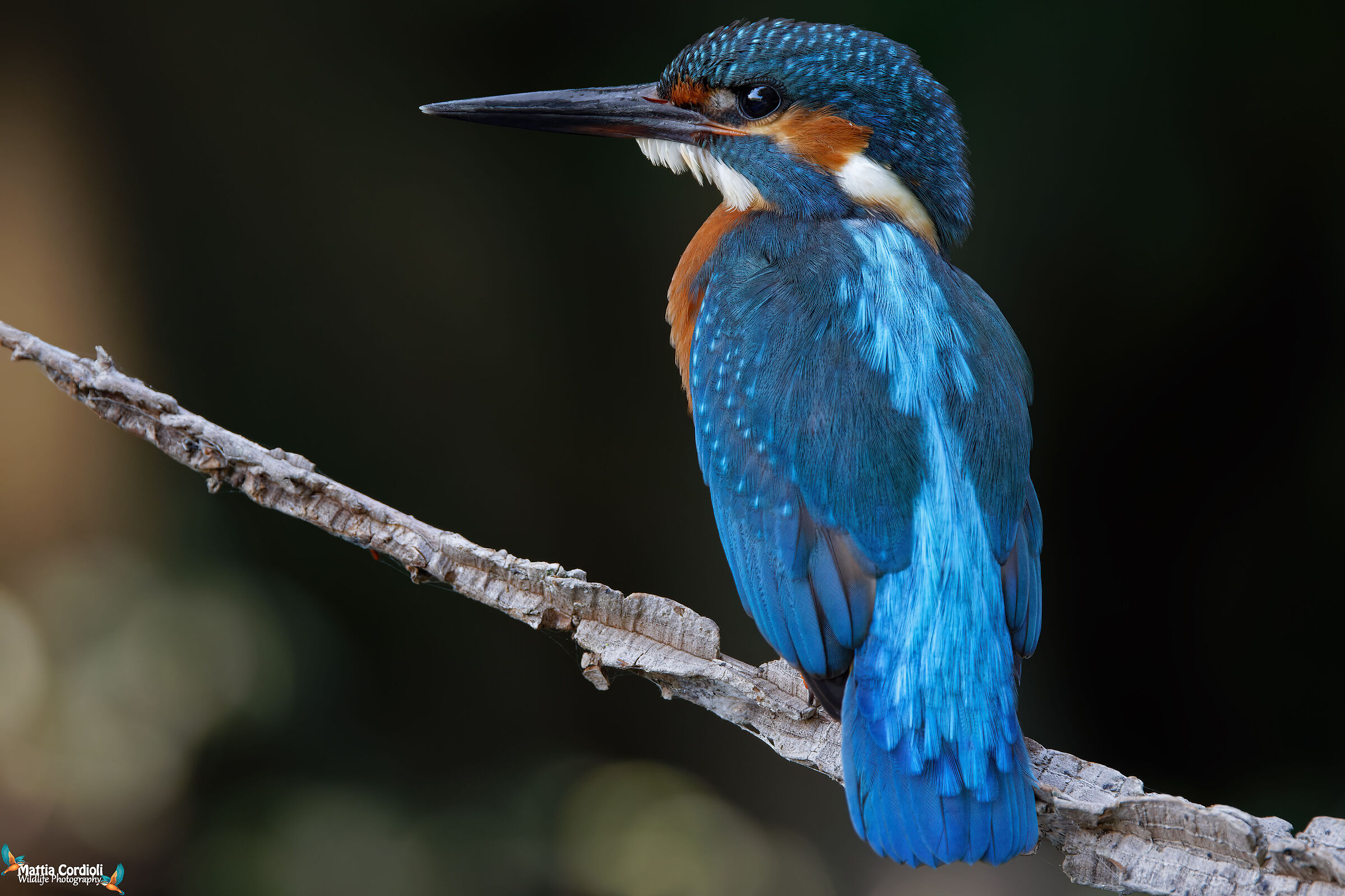 kingfisher