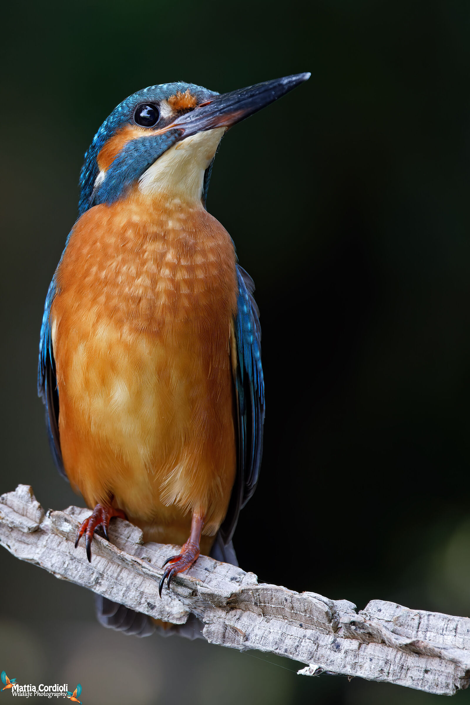 kingfisher