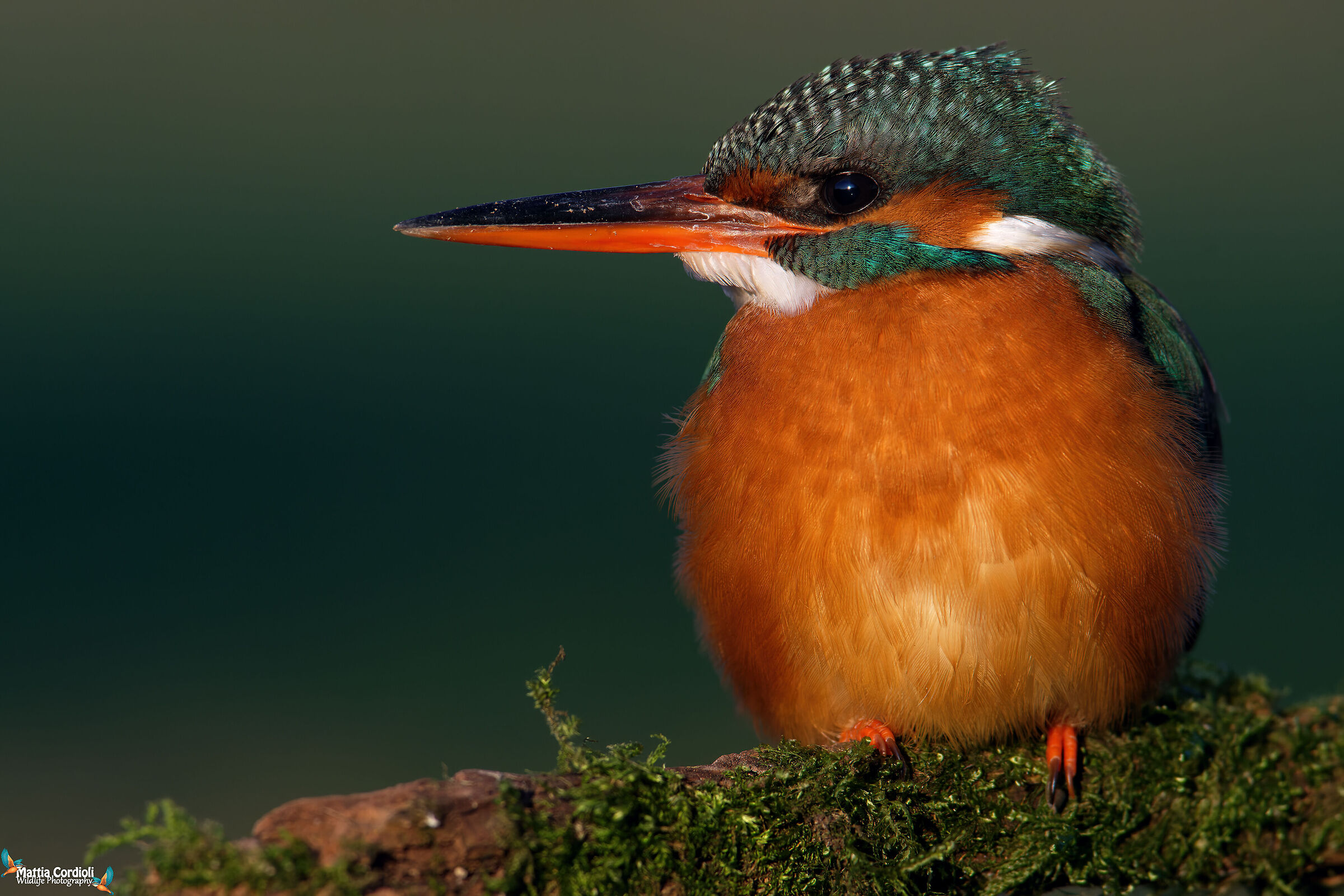 kingfisher