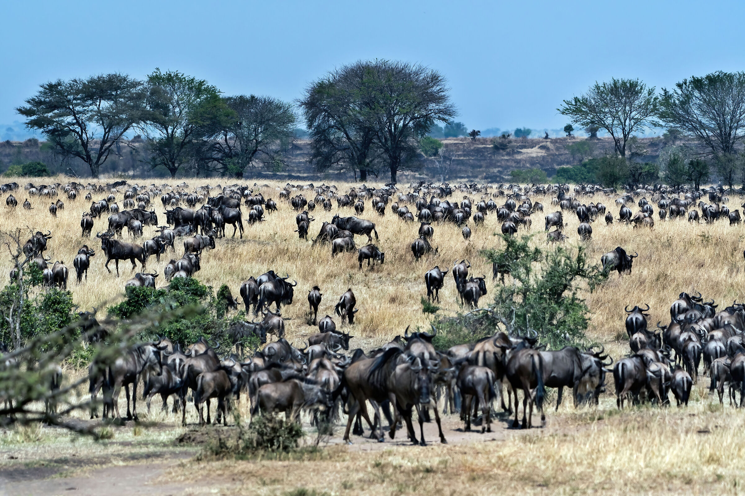 migrazione degli Gnu (Connochaetes taurinus)