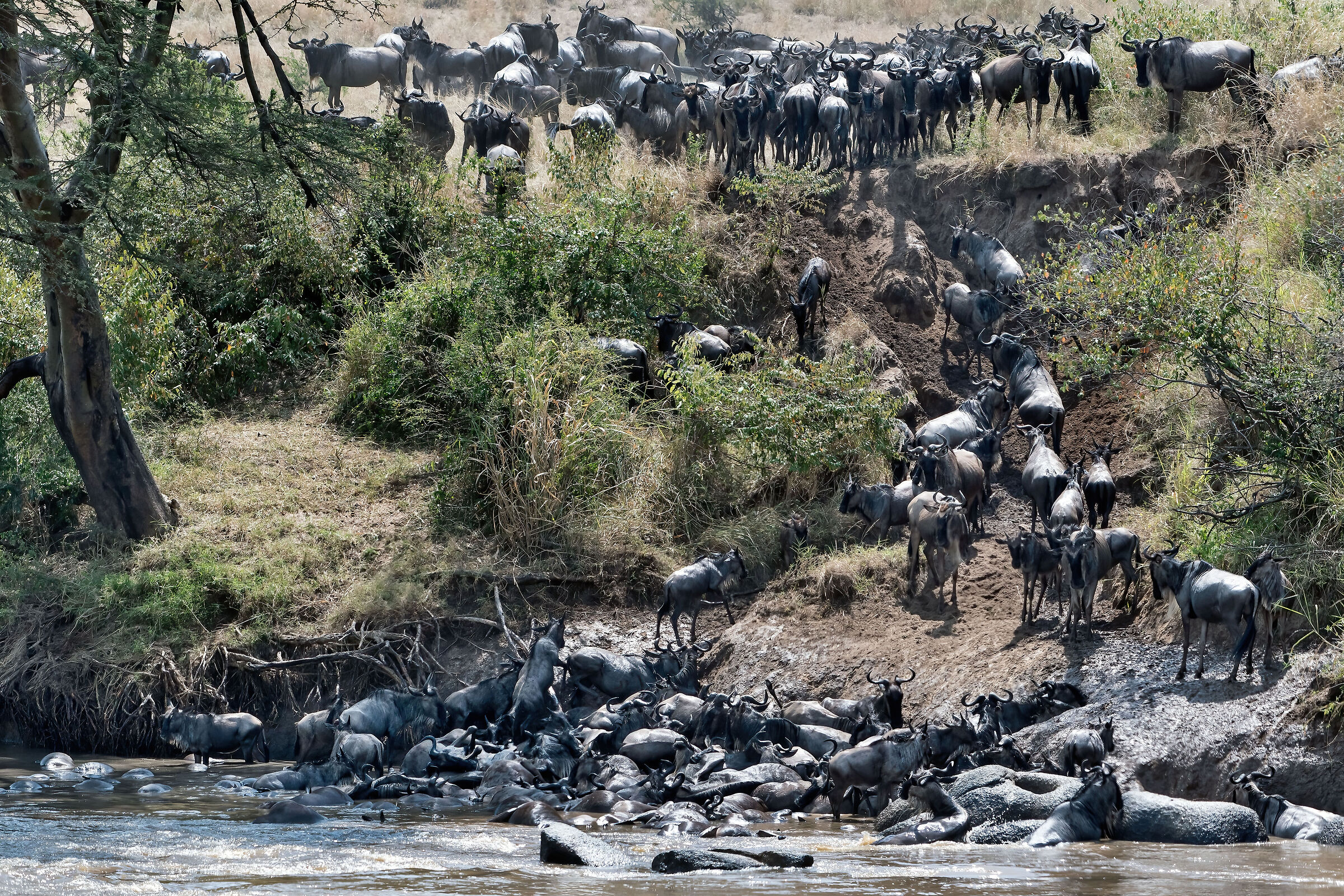migrazione degli Gnu (Connochaetes taurinus)