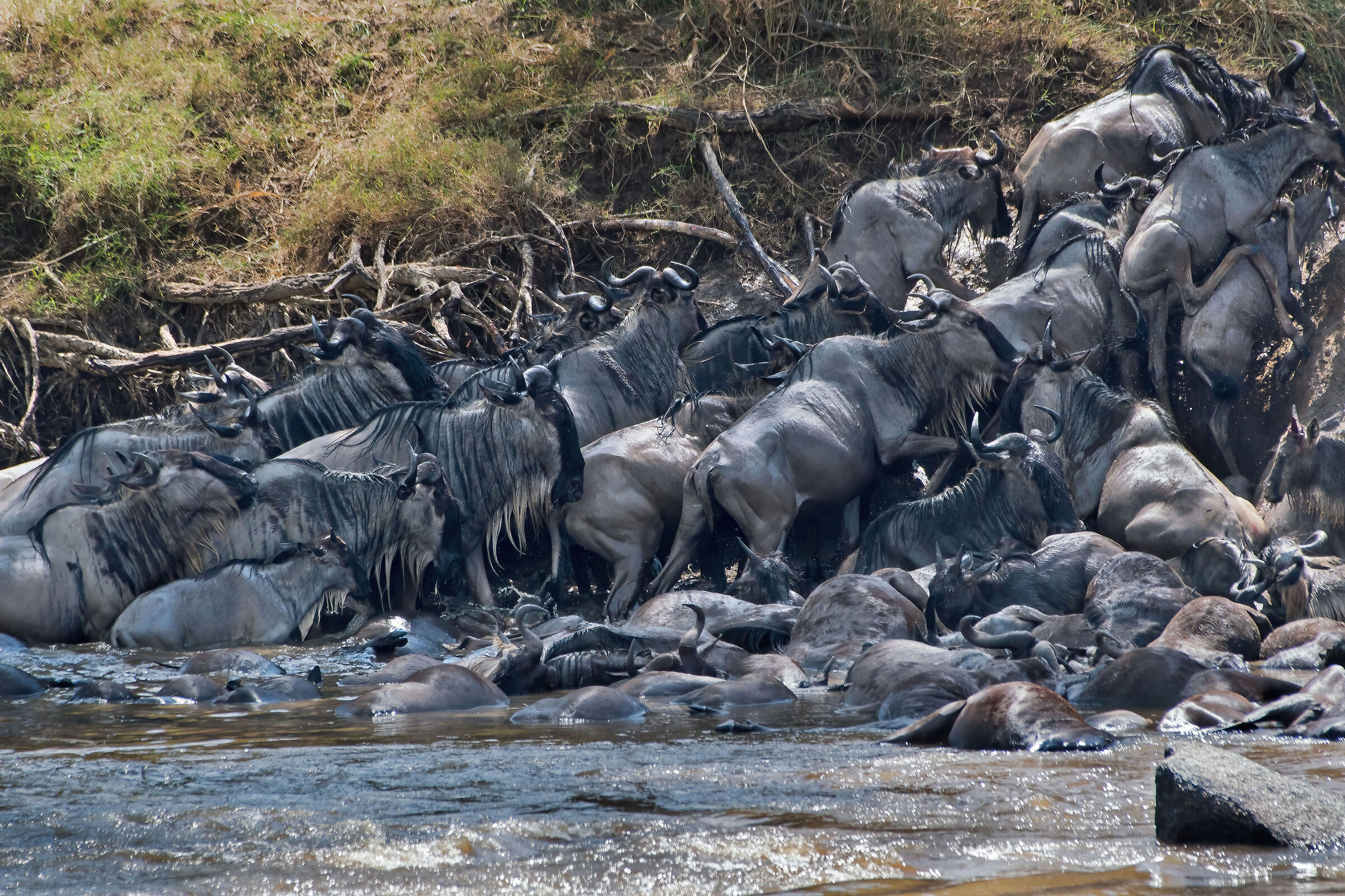 migrazione degli Gnu (Connochaetes taurinus)