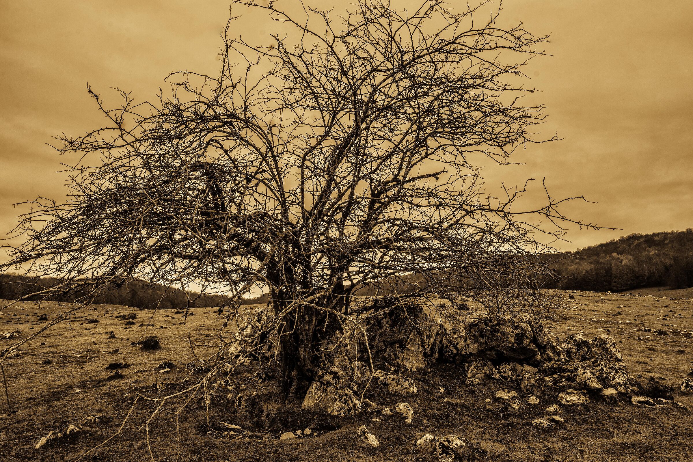 Desertification....
