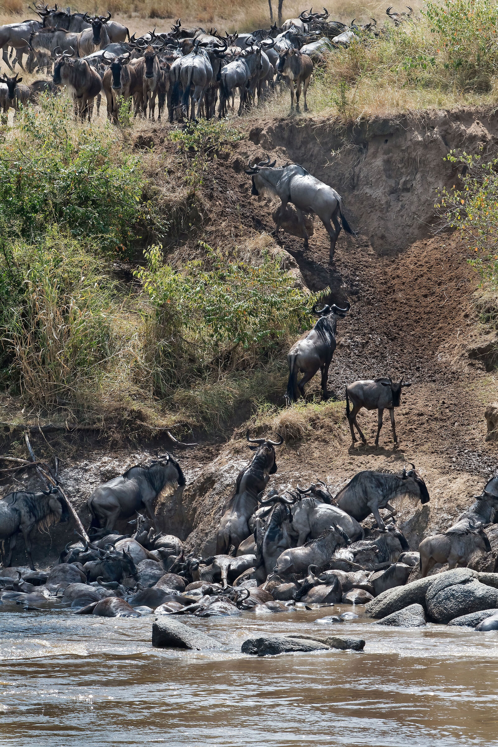 migrazione degli Gnu (Connochaetes taurinus)