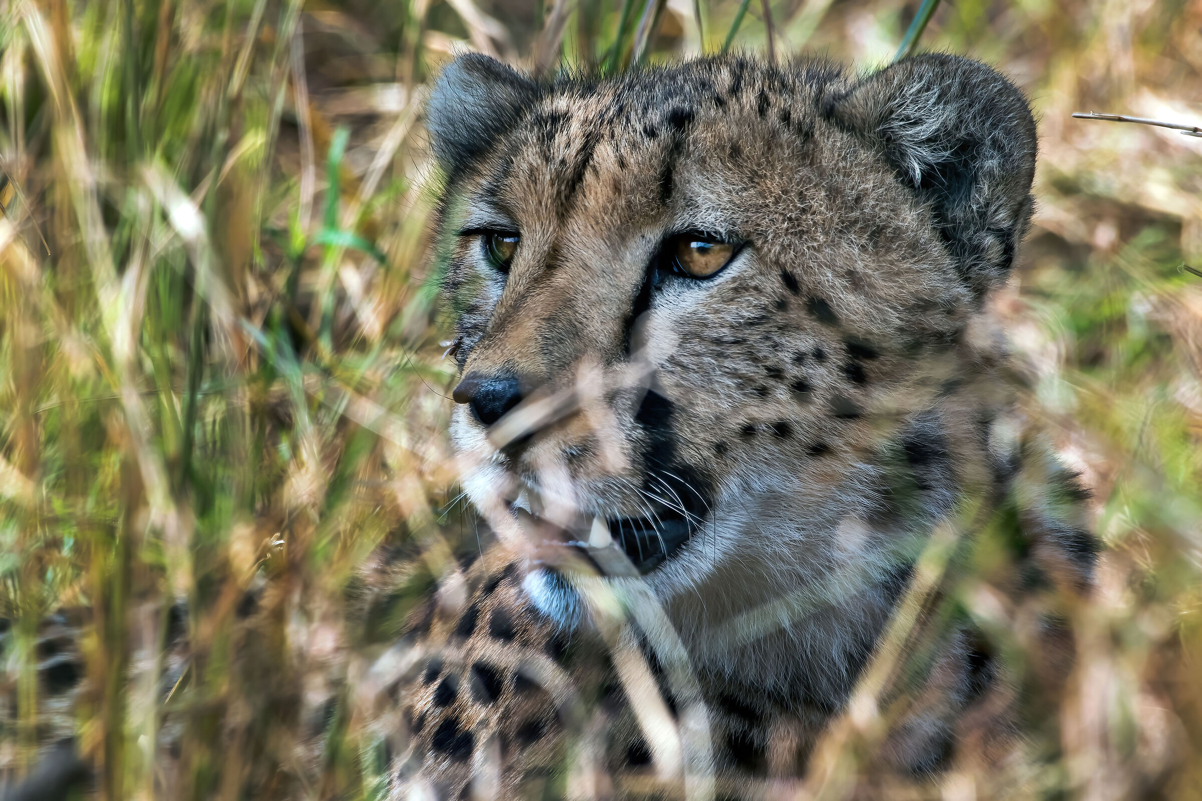 Ghepardo (Acinonyx jubatus)