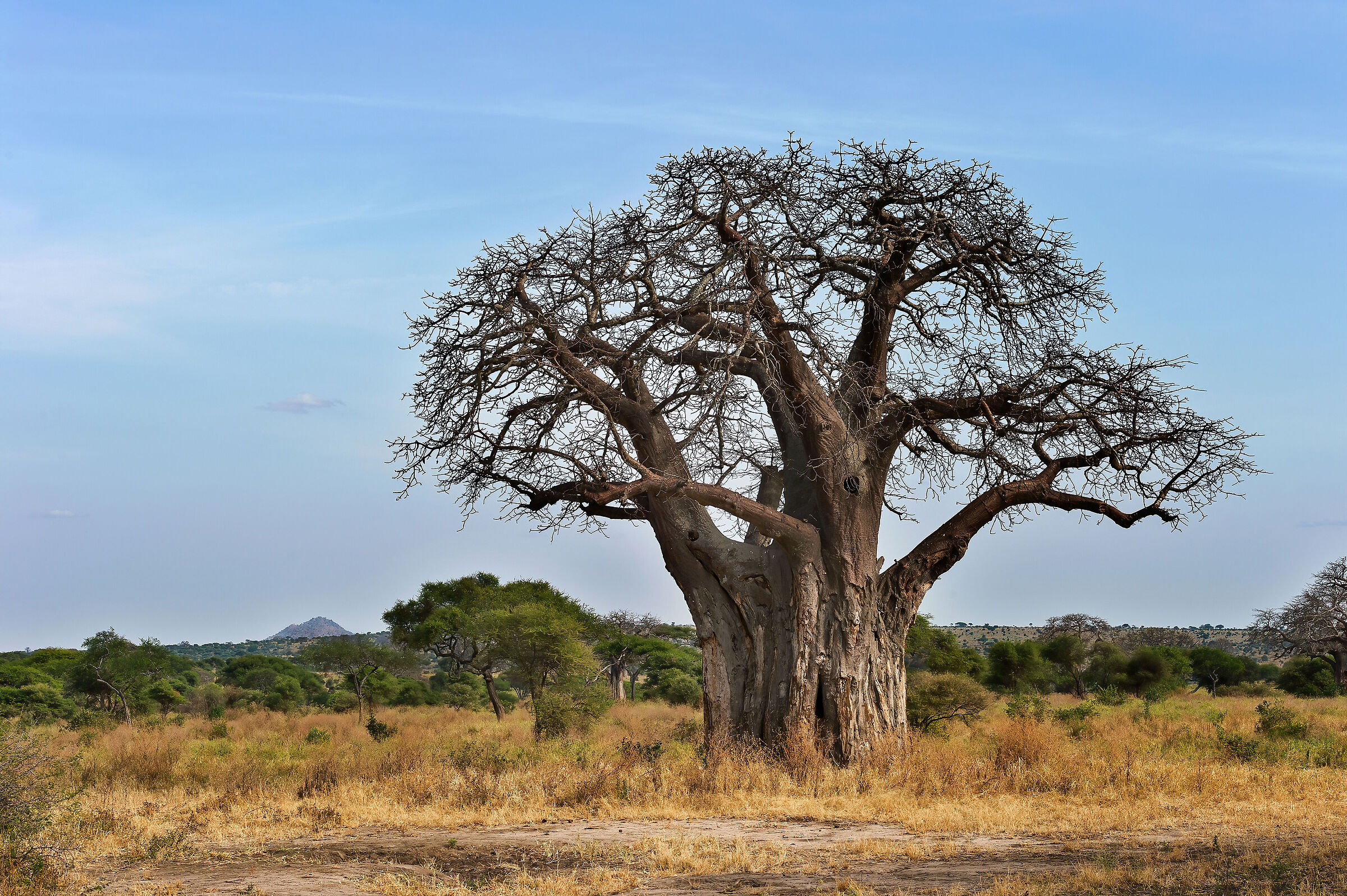 Baobab (Adansonia digitata)