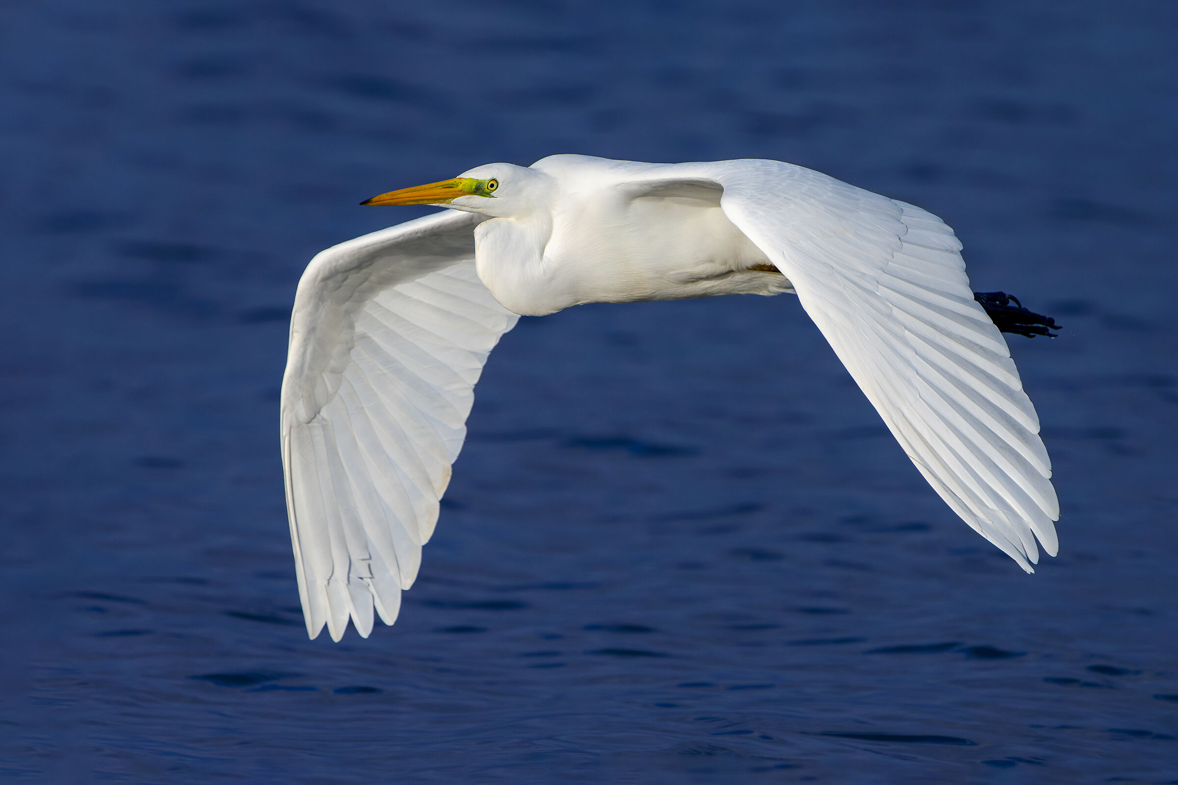 Una vita a colori - Airone  bianco maggiore