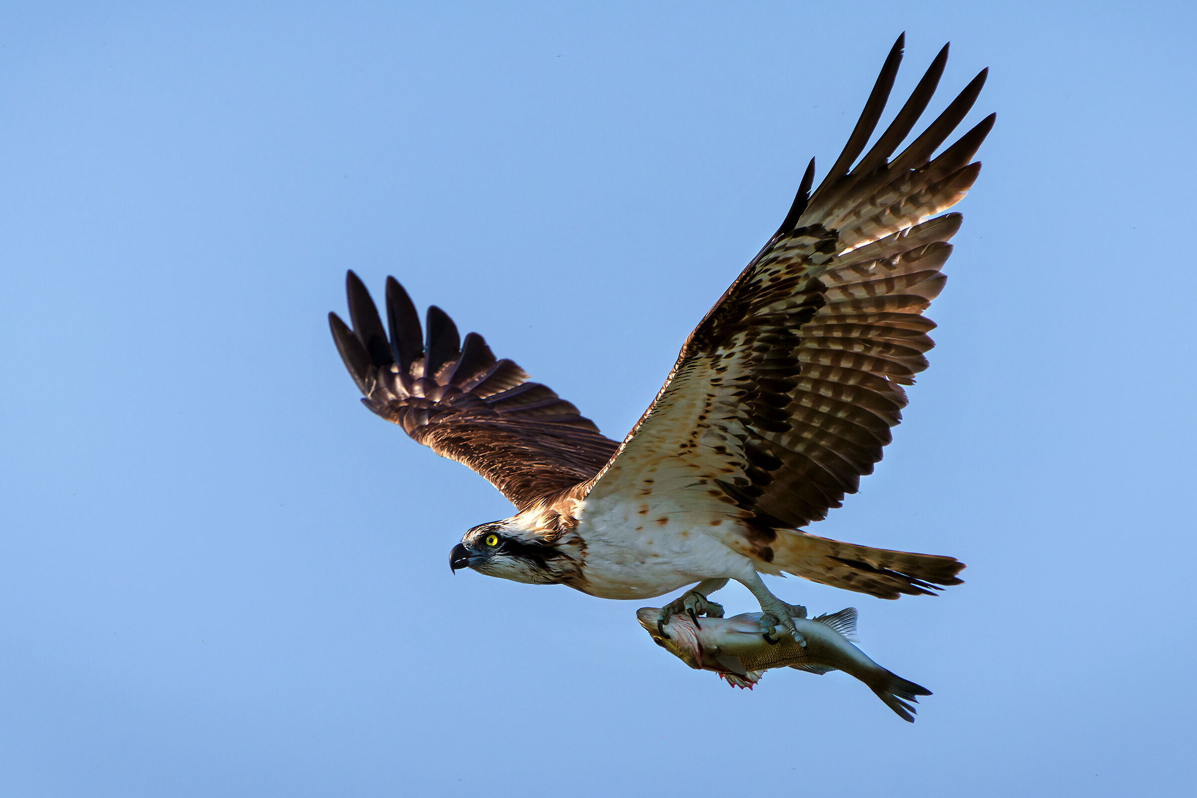 Osprey