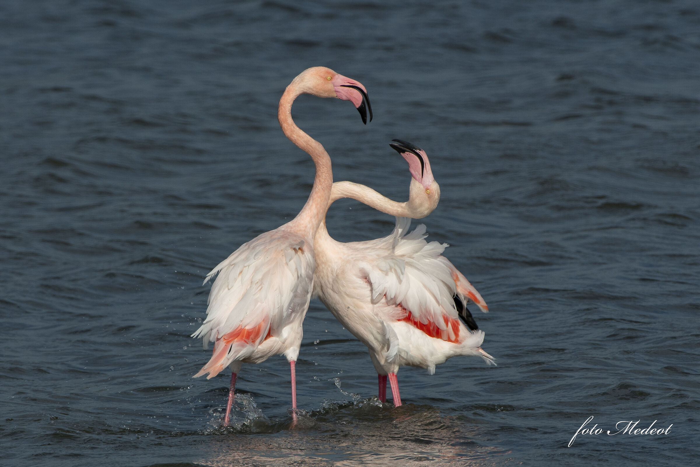 Fenicotteri Marano Novembre 2022