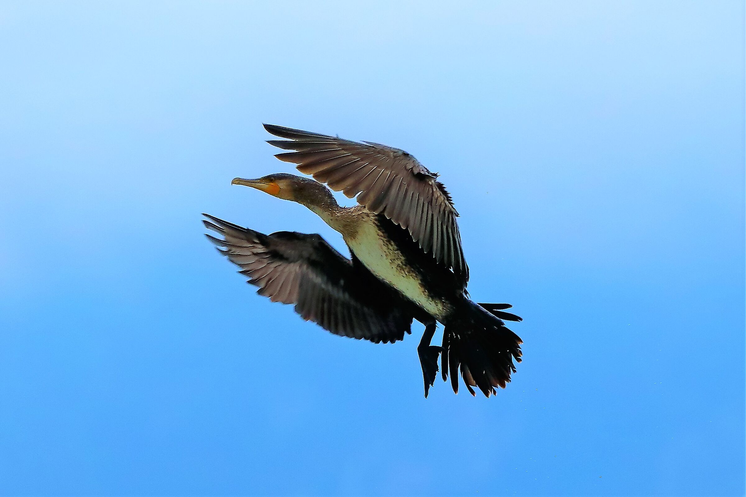 cormorano 30-08-2022