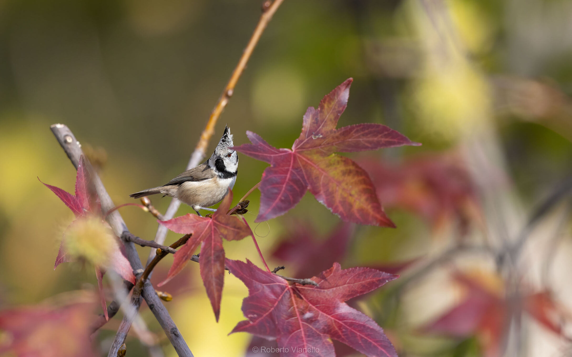Cincia dal ciuffo (Lophophanes cristatus)