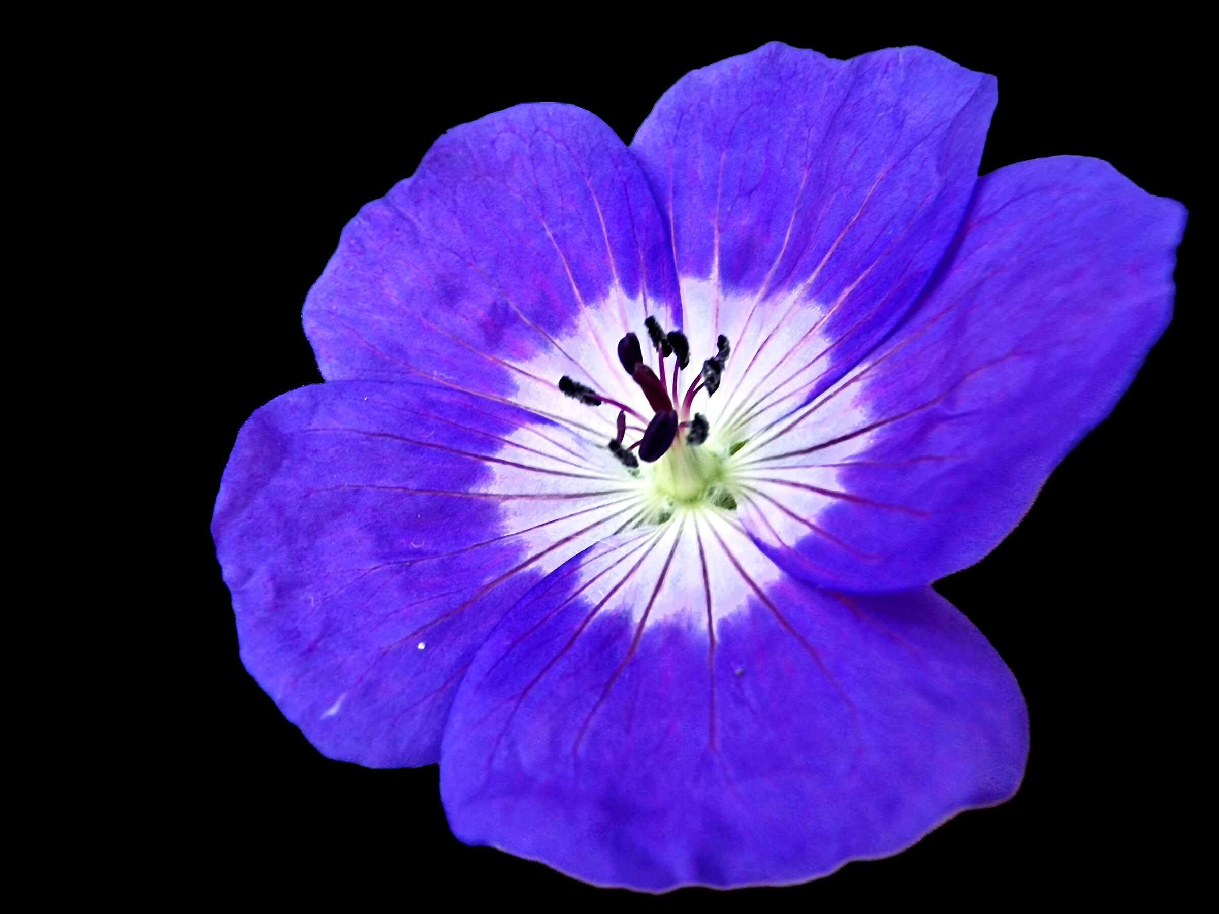 Geranium Rozanne