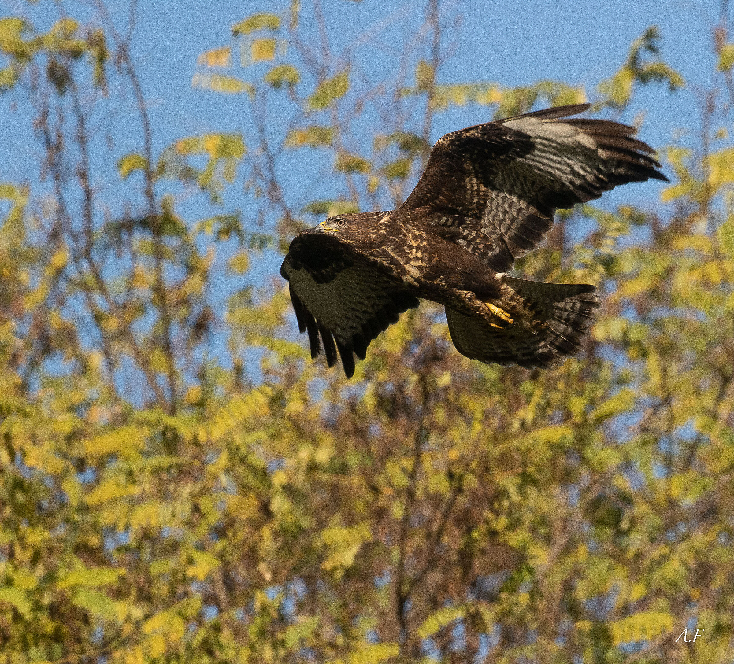 Buzzard