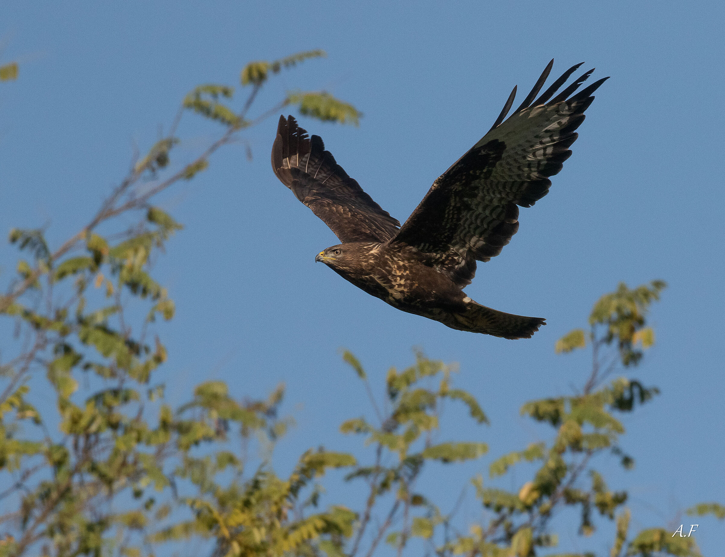 Buzzard