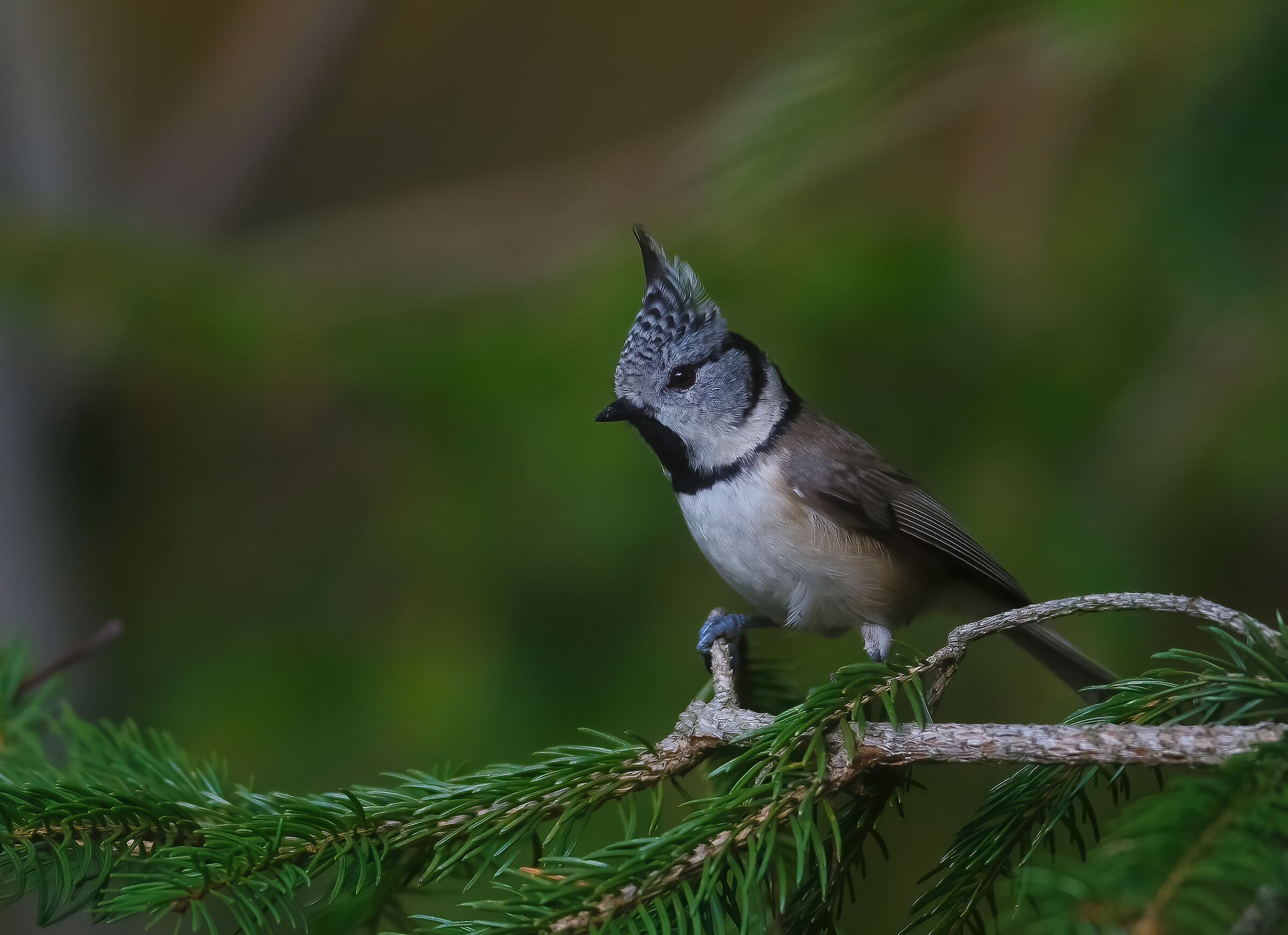 Lophophanes cristatus