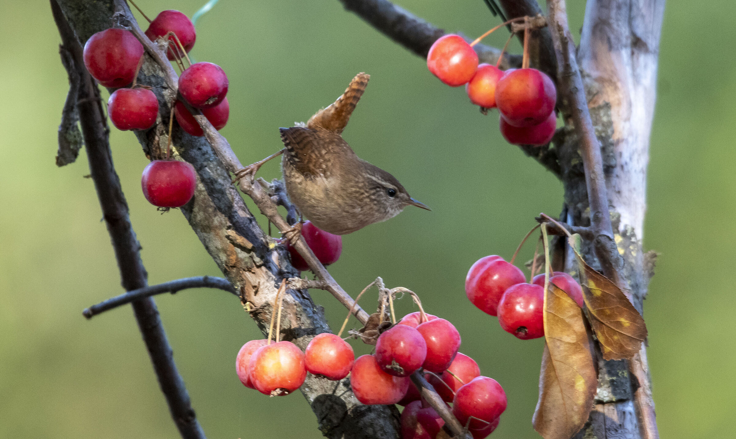 Wren
