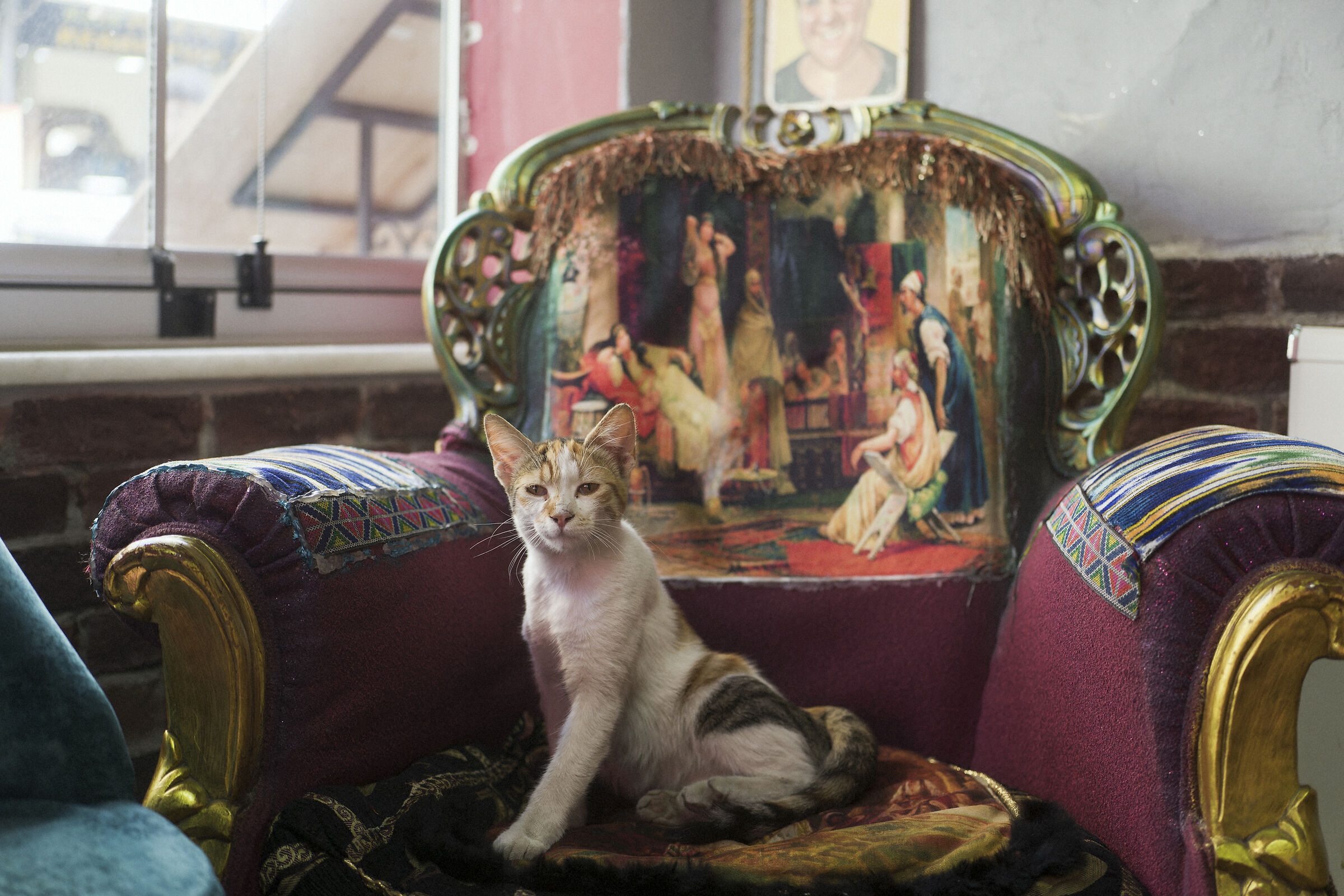 Istanbul cats, Turkey.