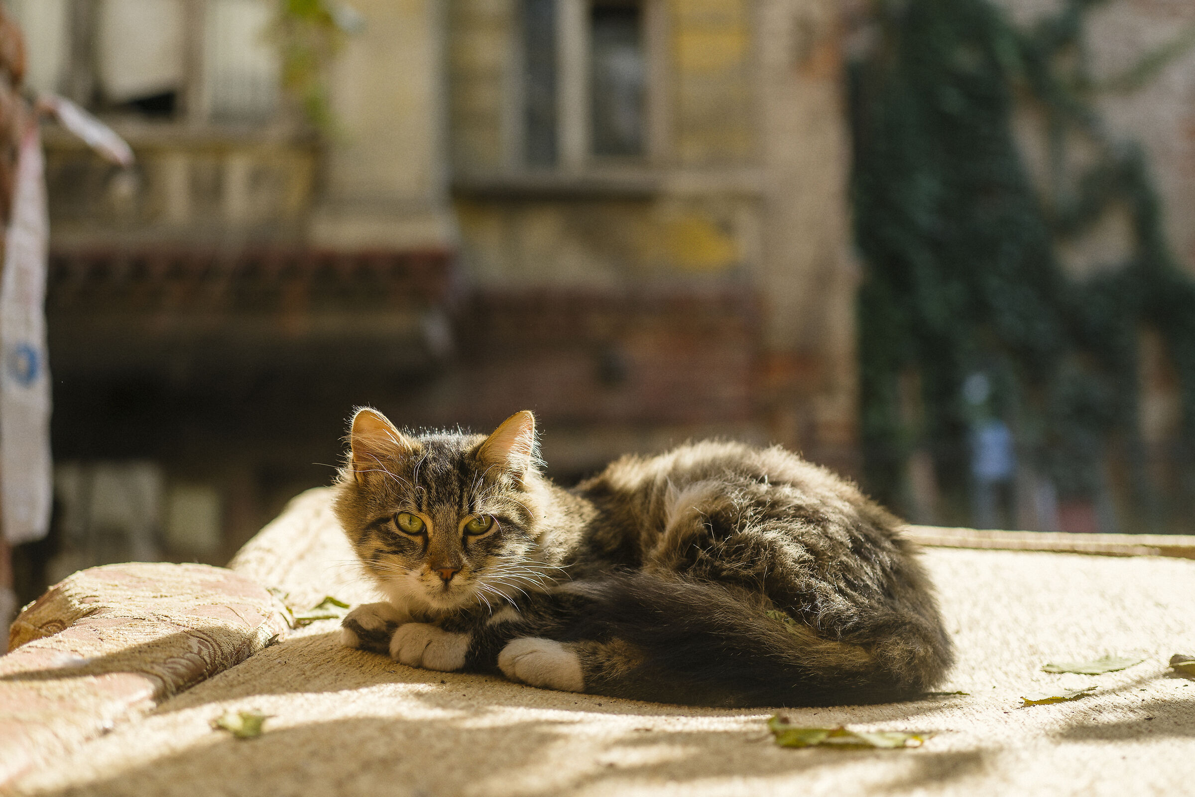 Istanbul cats, Turkey.