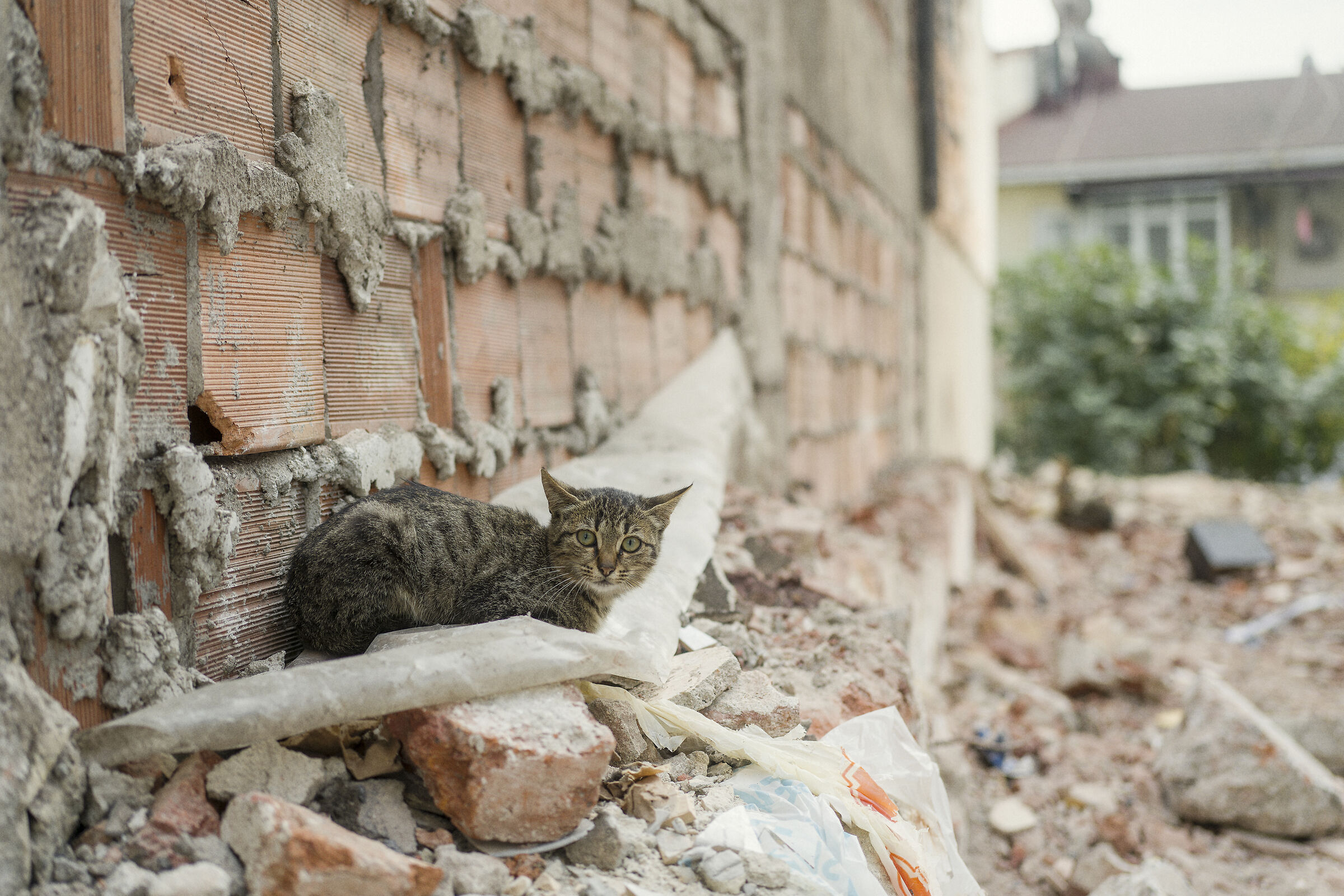 Istanbul cats, Turkey.