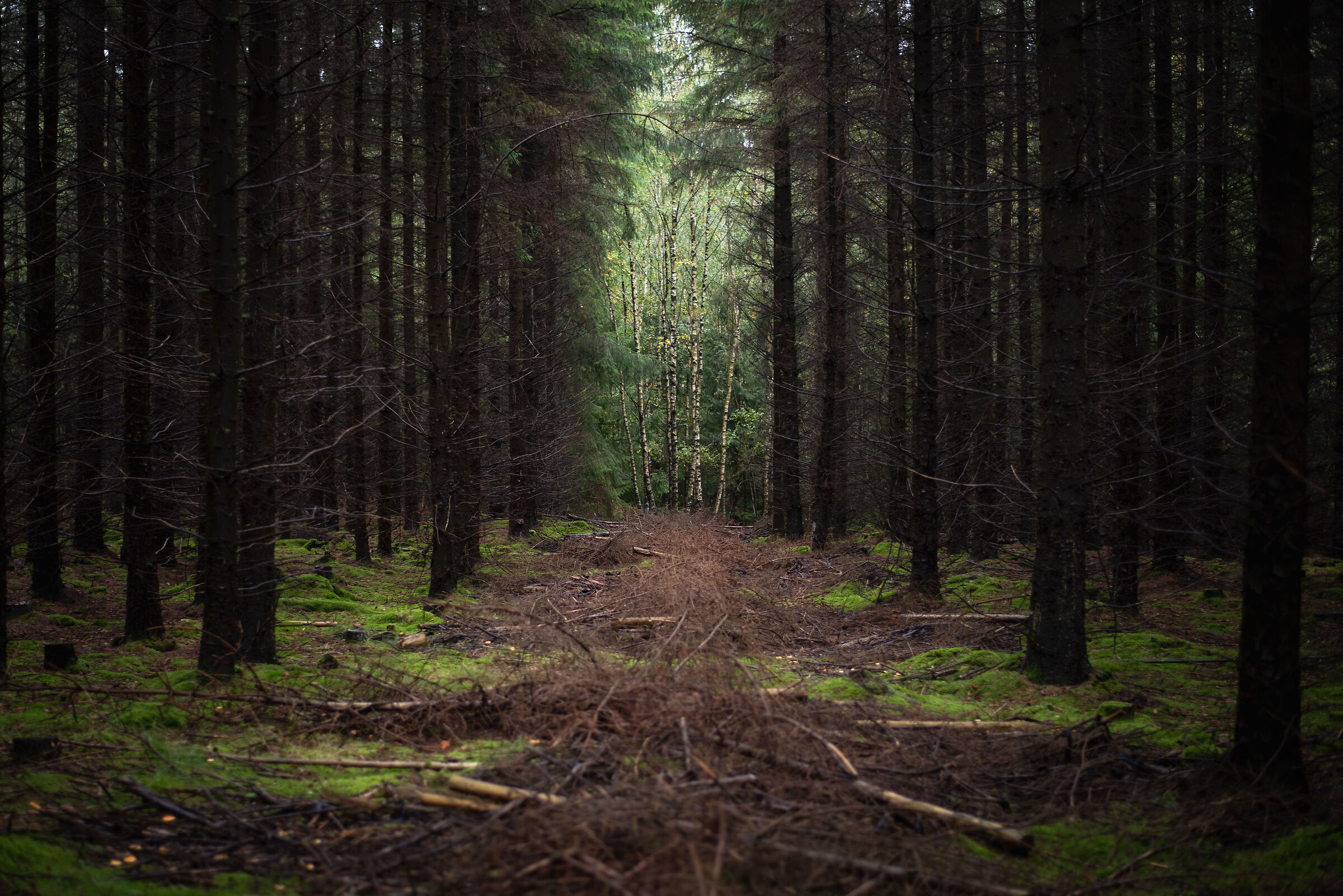 Scandinavian Forest